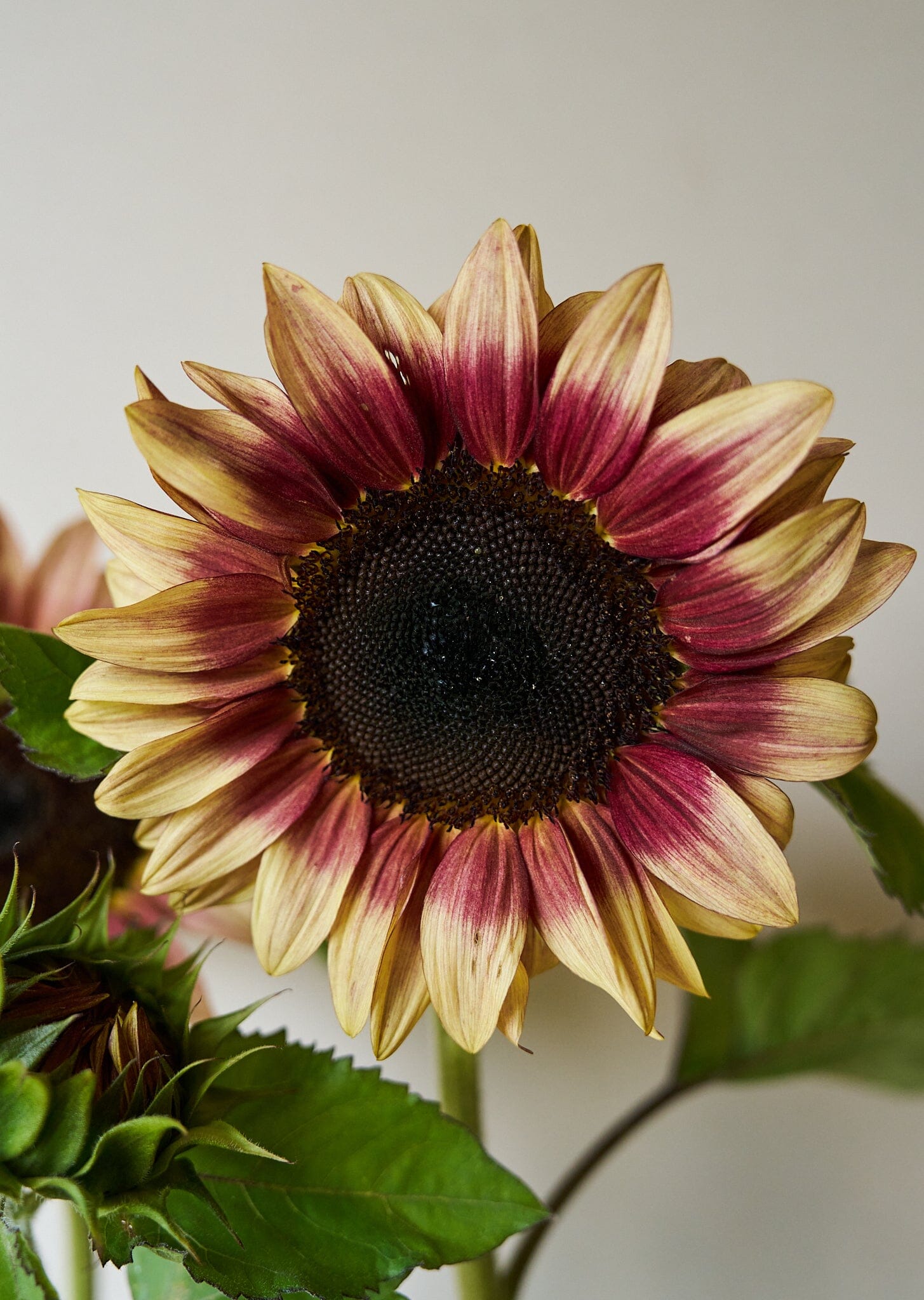 Solsikke 'Pro Cut Plum F1' Seed 