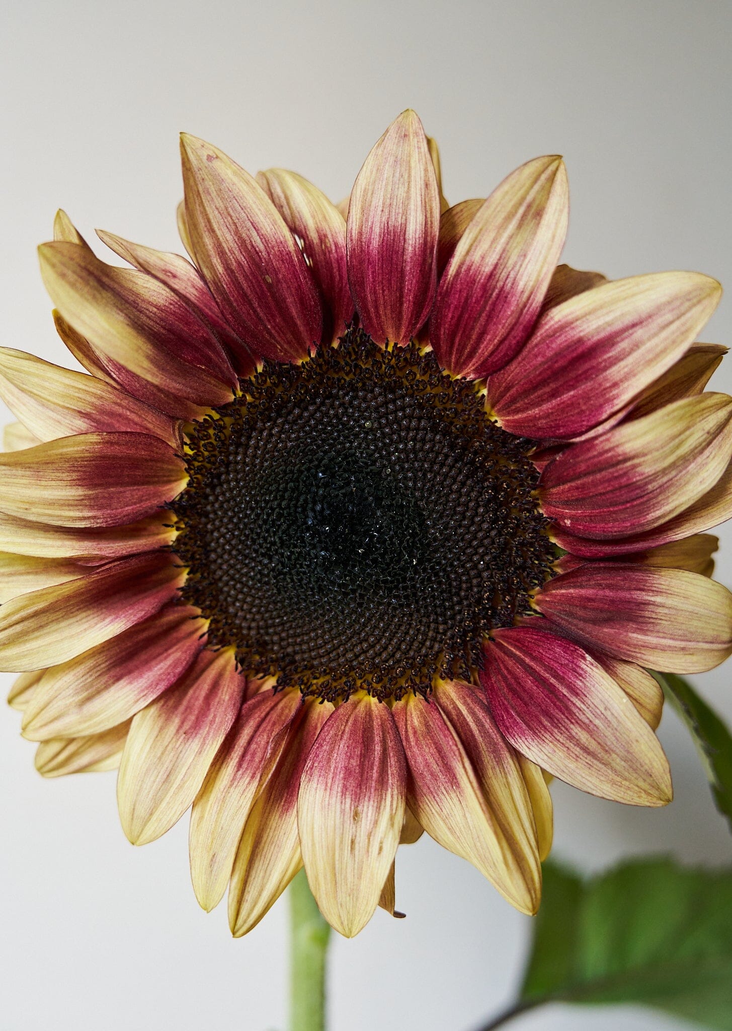 Solsikke 'Pro Cut Plum F1' Seed 