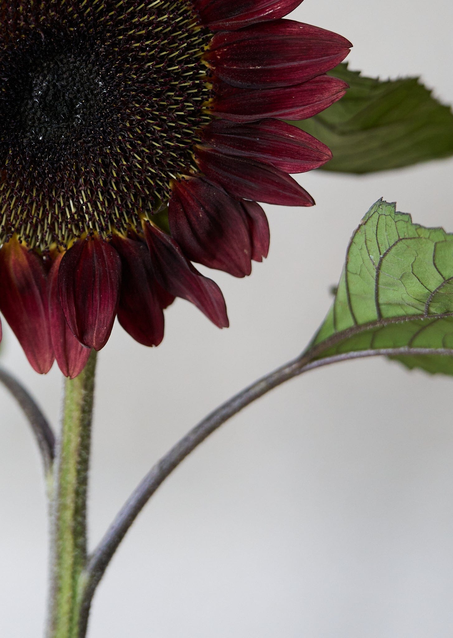 Solsikke 'Pro Cut Red F1' Seed 