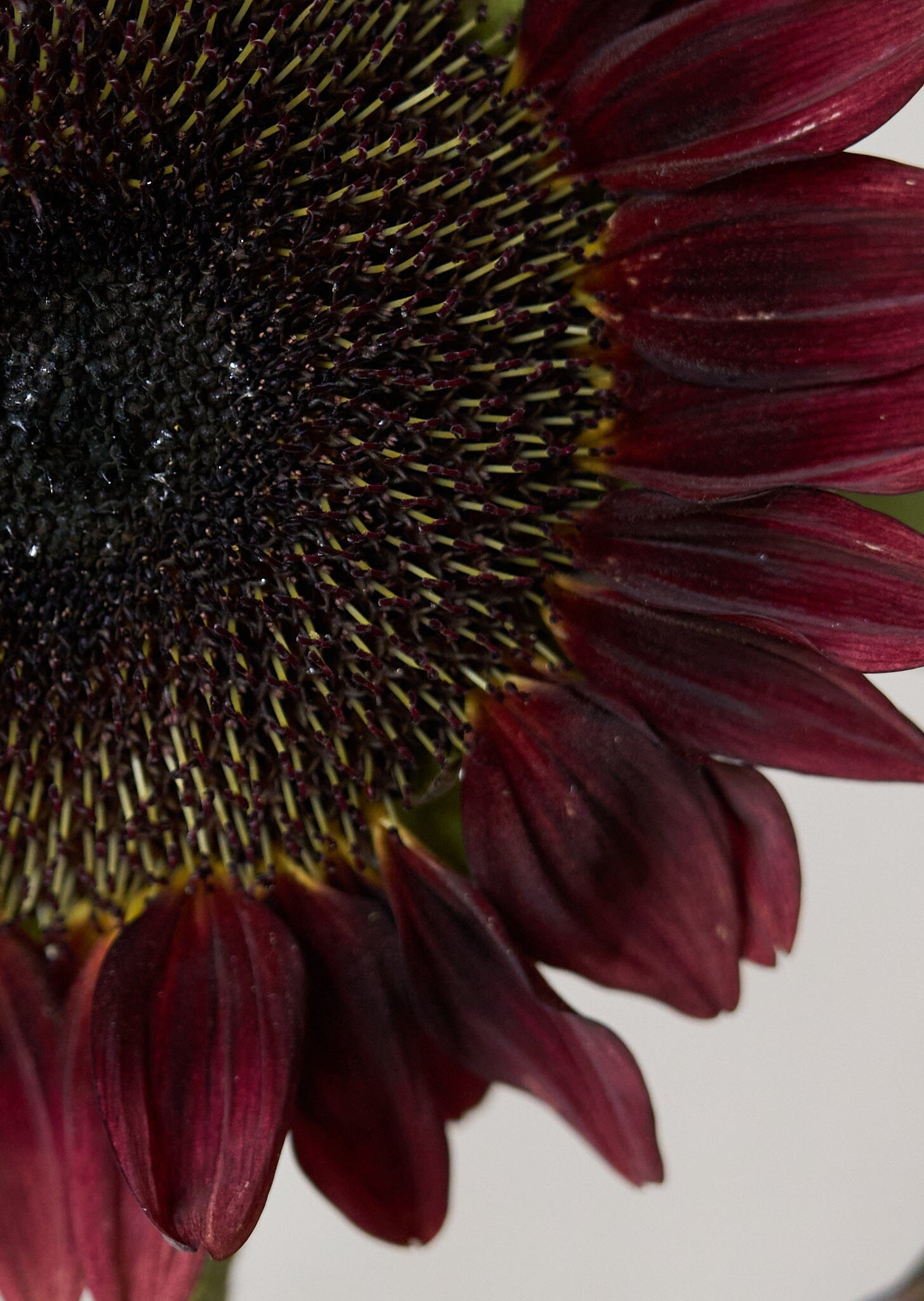 Solsikke 'Pro Cut Red F1' Seed 