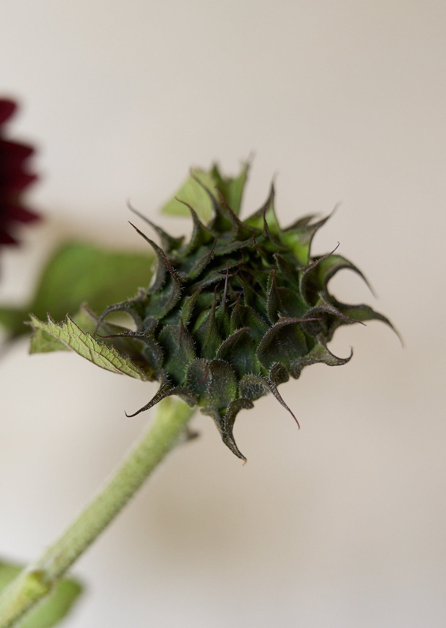 Solsikke 'Pro Cut Red F1' Seed 