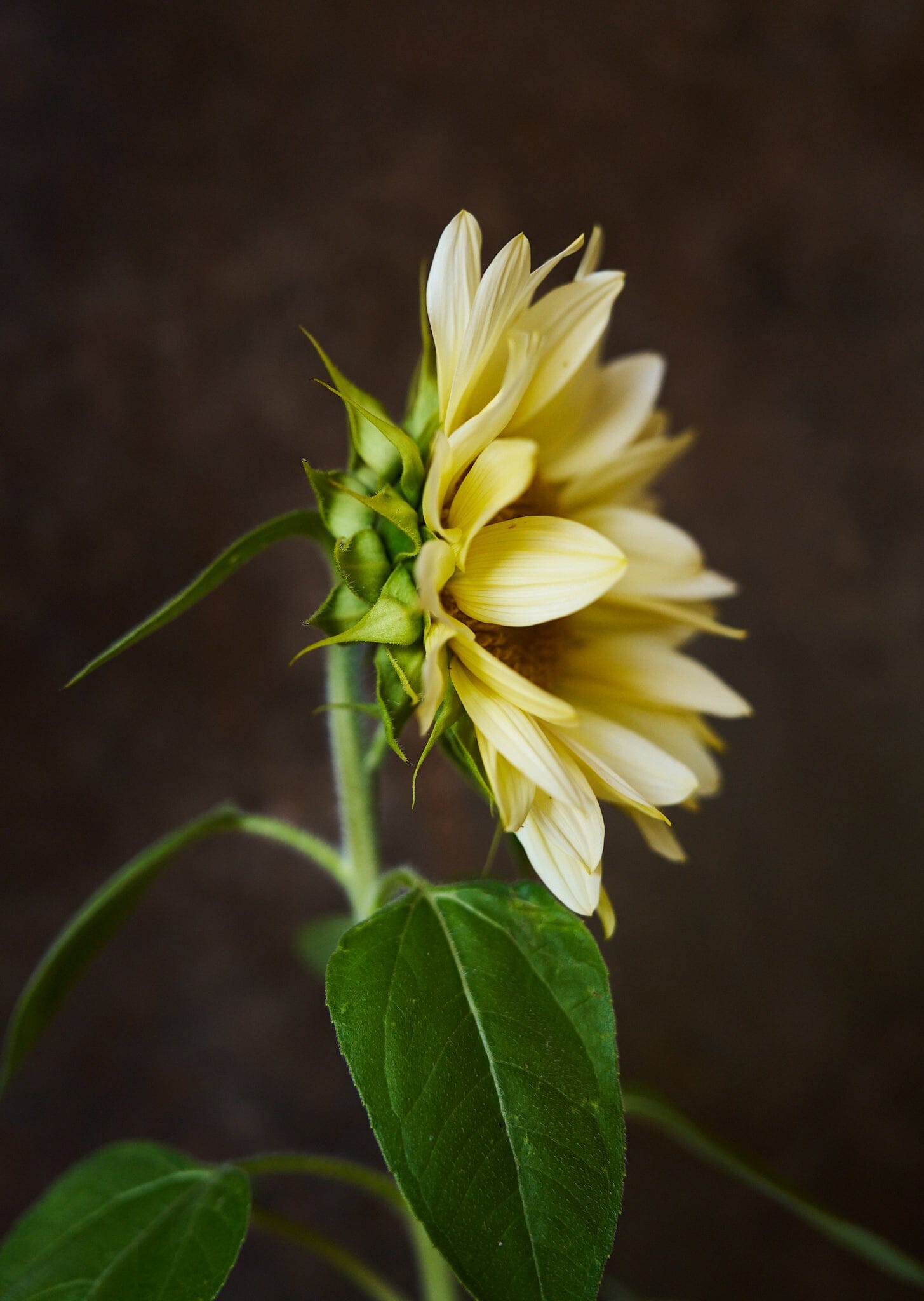 Solsikke 'Pro Cut White Lite F1' Seed 