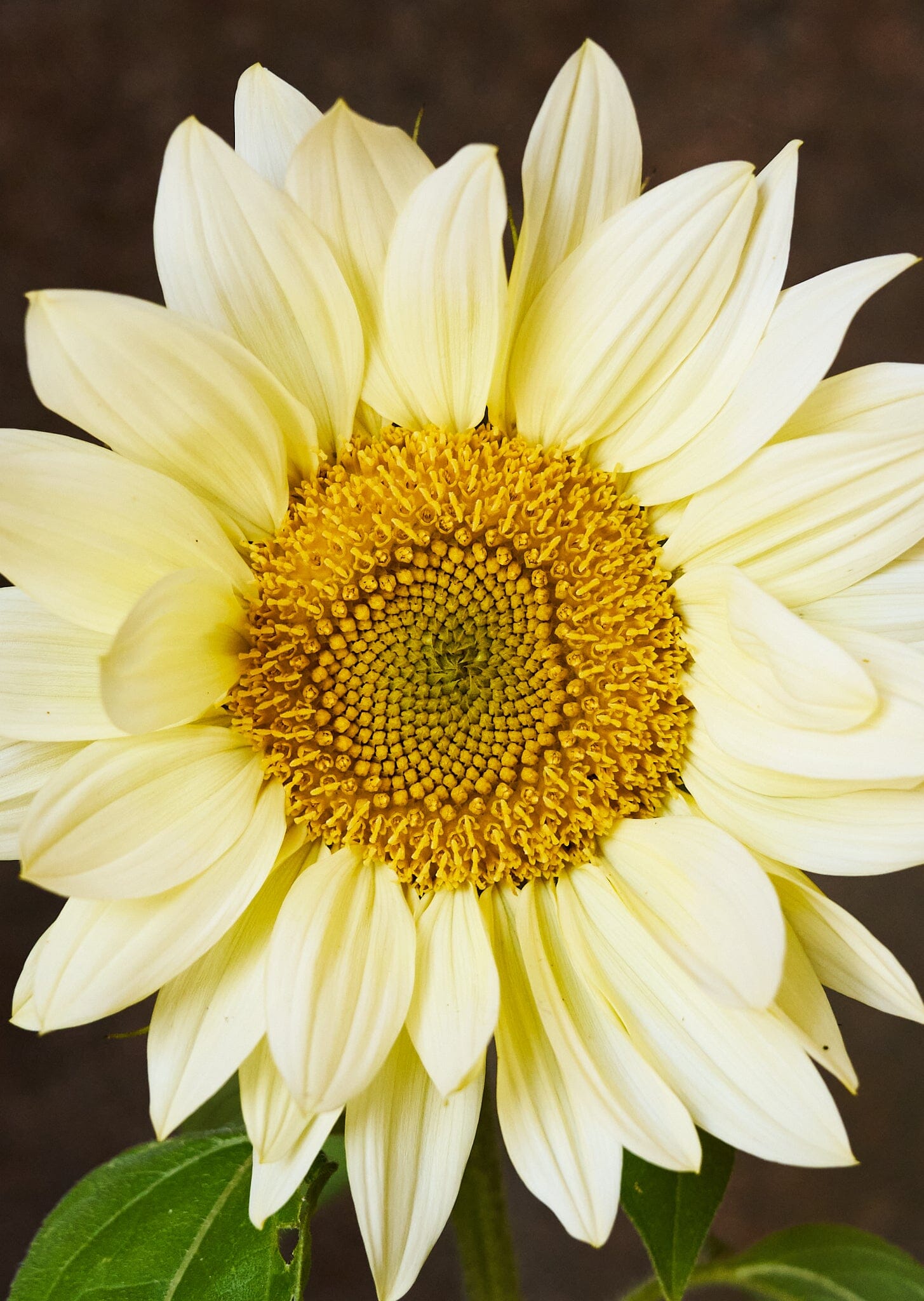 Solsikke 'Pro Cut White Lite F1' Seed 