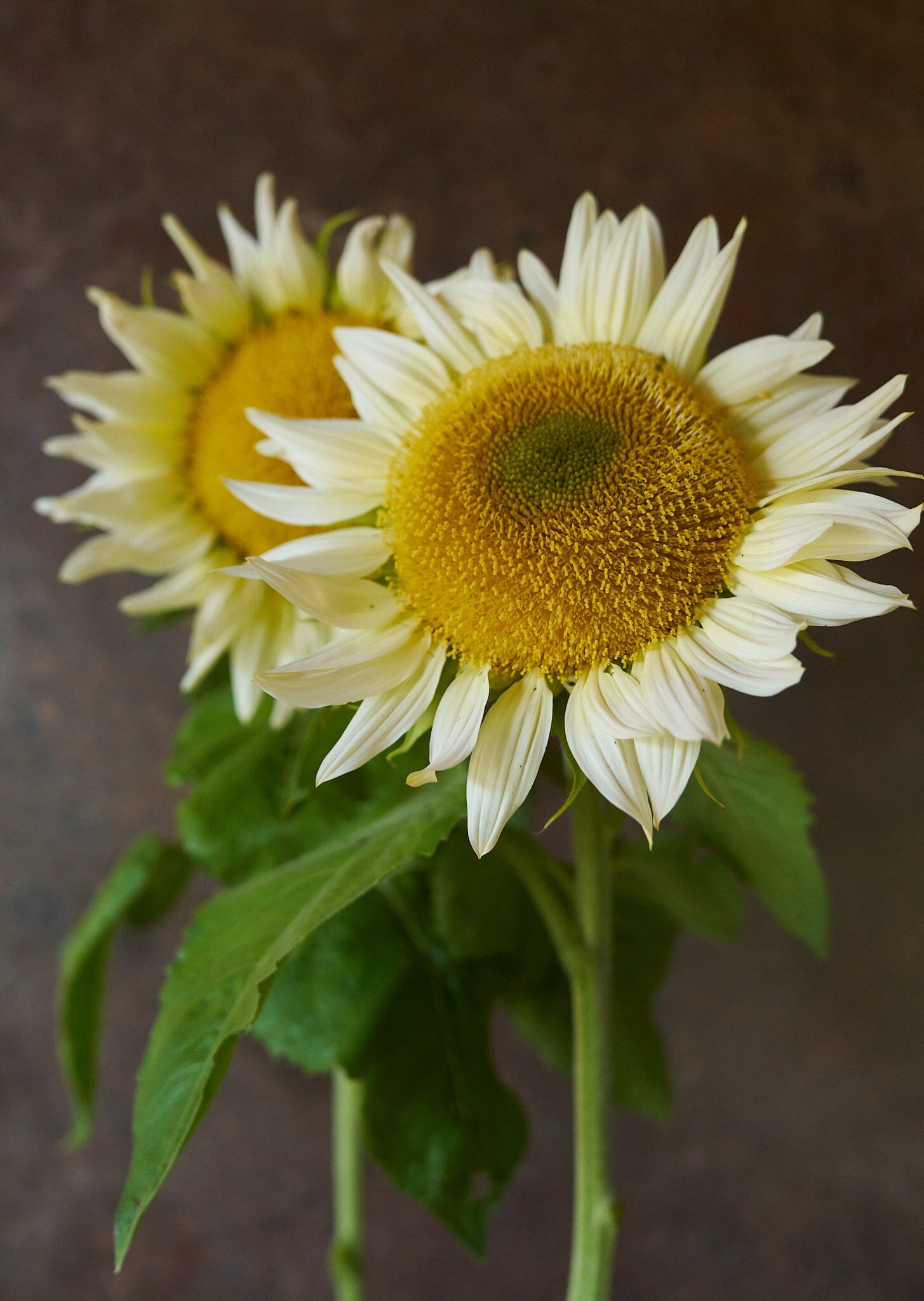 Solsikke 'Pro Cut White Lite F1' Seed 