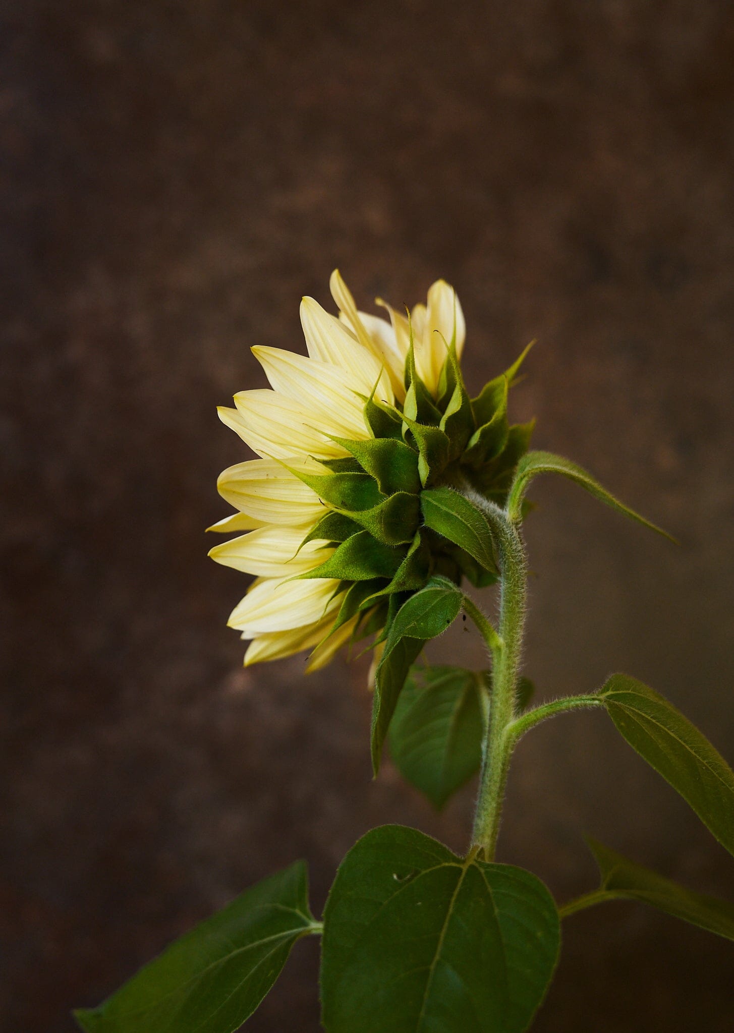 Solsikke 'Pro Cut White Lite F1' Seed 