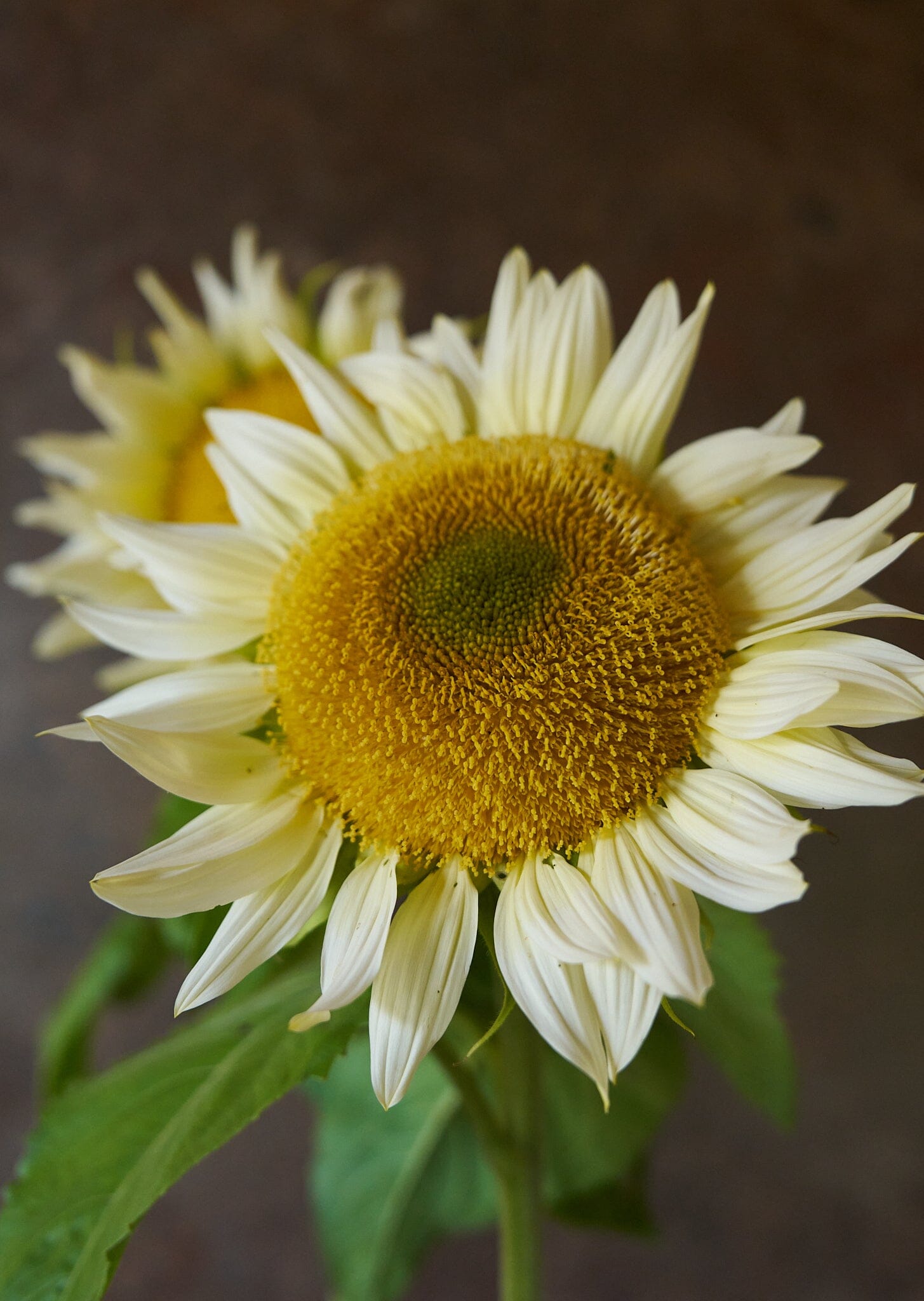 Solsikke 'Pro Cut White Lite F1' Seed 