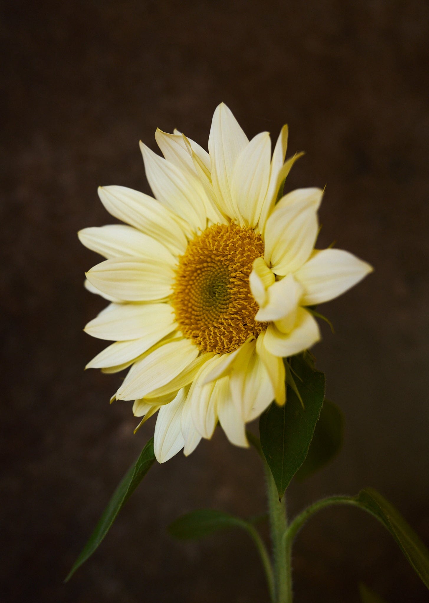 Solsikke 'Pro Cut White Lite F1' Seed 