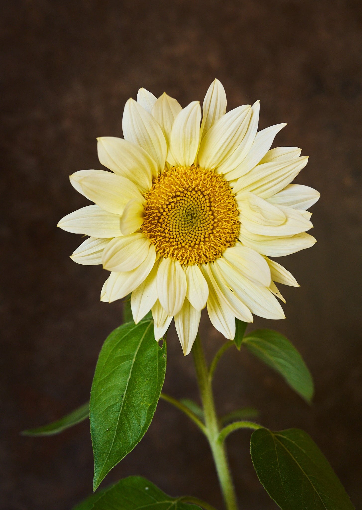 Solsikke 'Pro Cut White Lite F1' Seed 