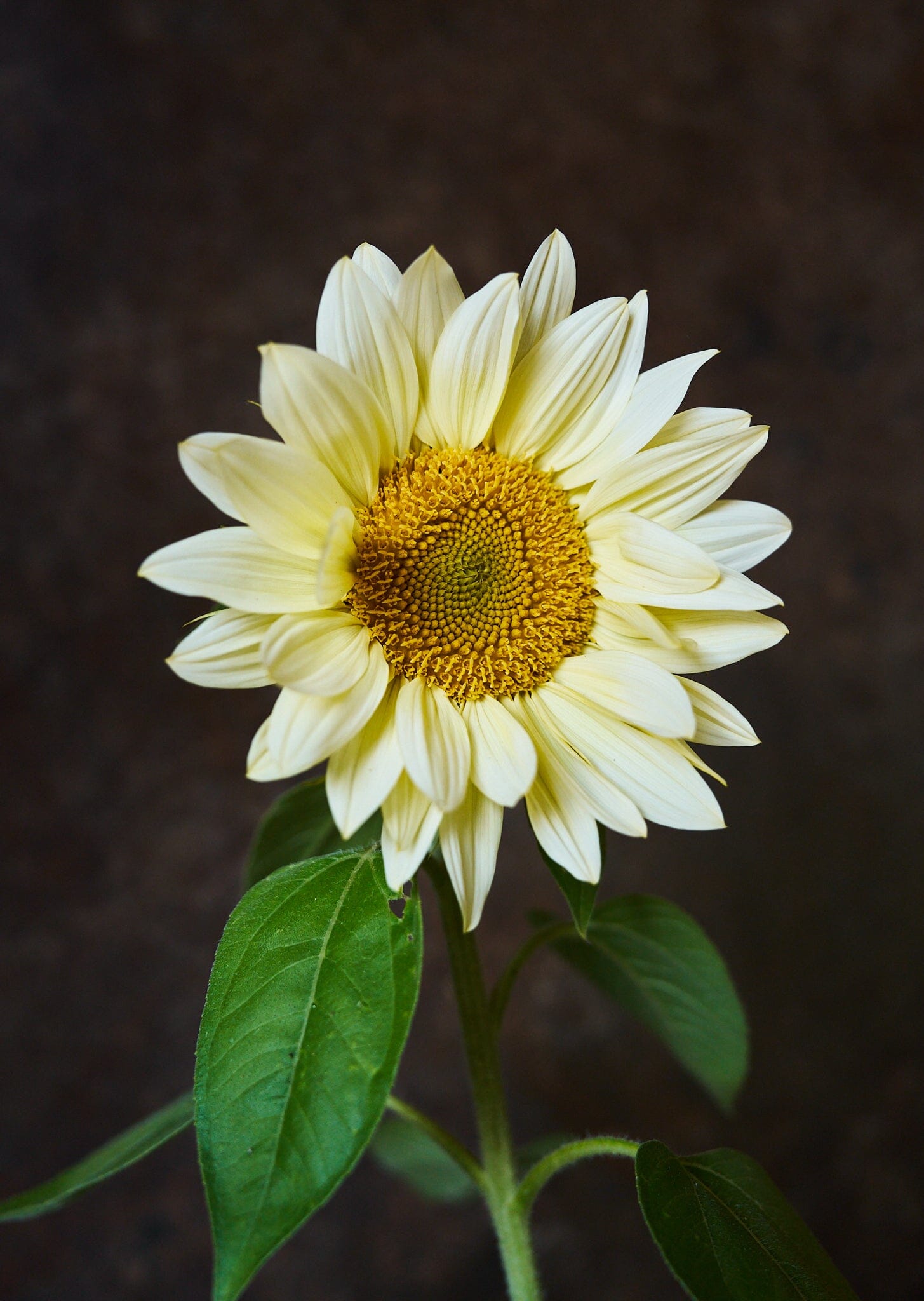 Solsikke 'Pro Cut White Lite F1' Seed 