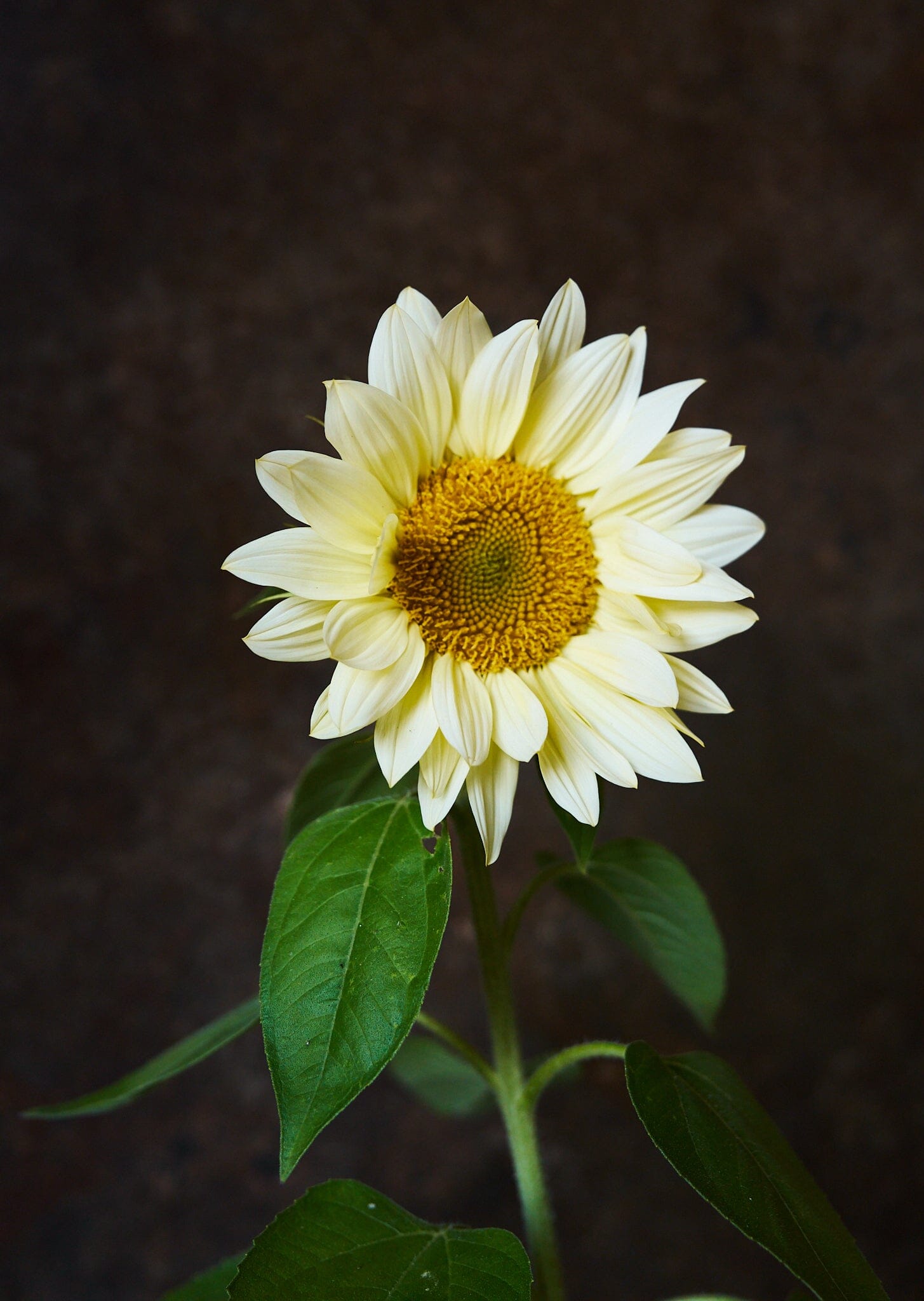 Solsikke 'Pro Cut White Lite F1' Seed 