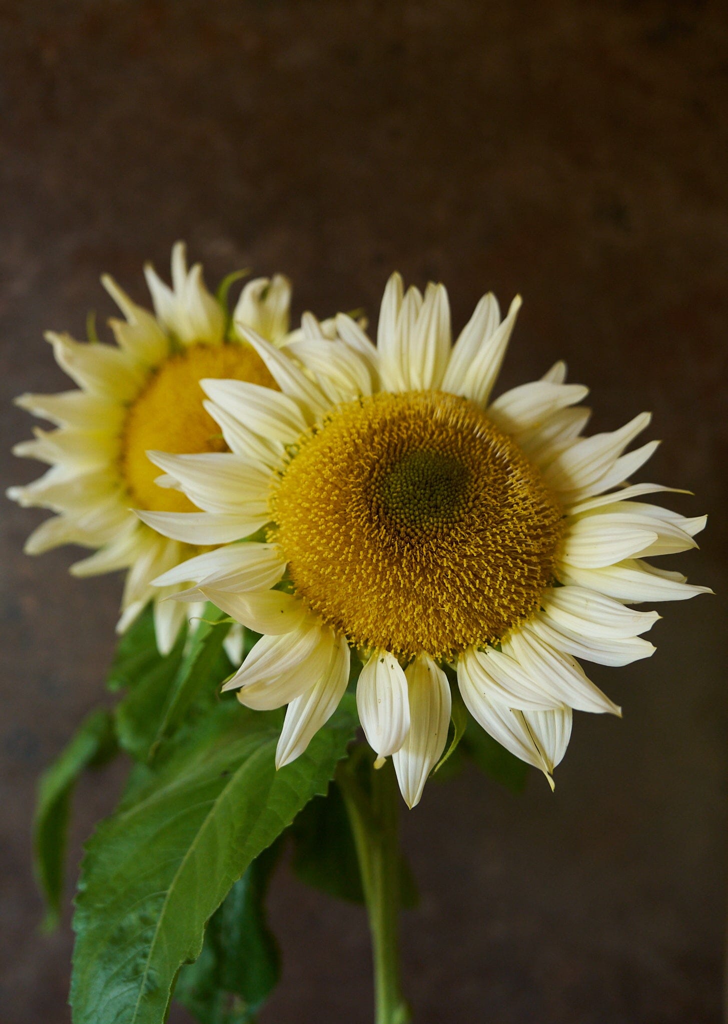 Solsikke 'Pro Cut White Lite F1' Seed 