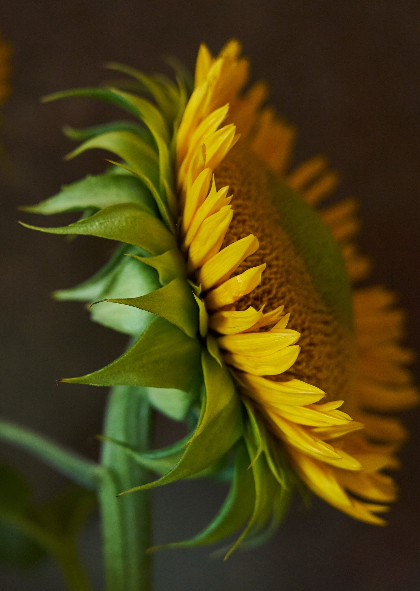 Solsikke 'Sunfill Green' Seed 