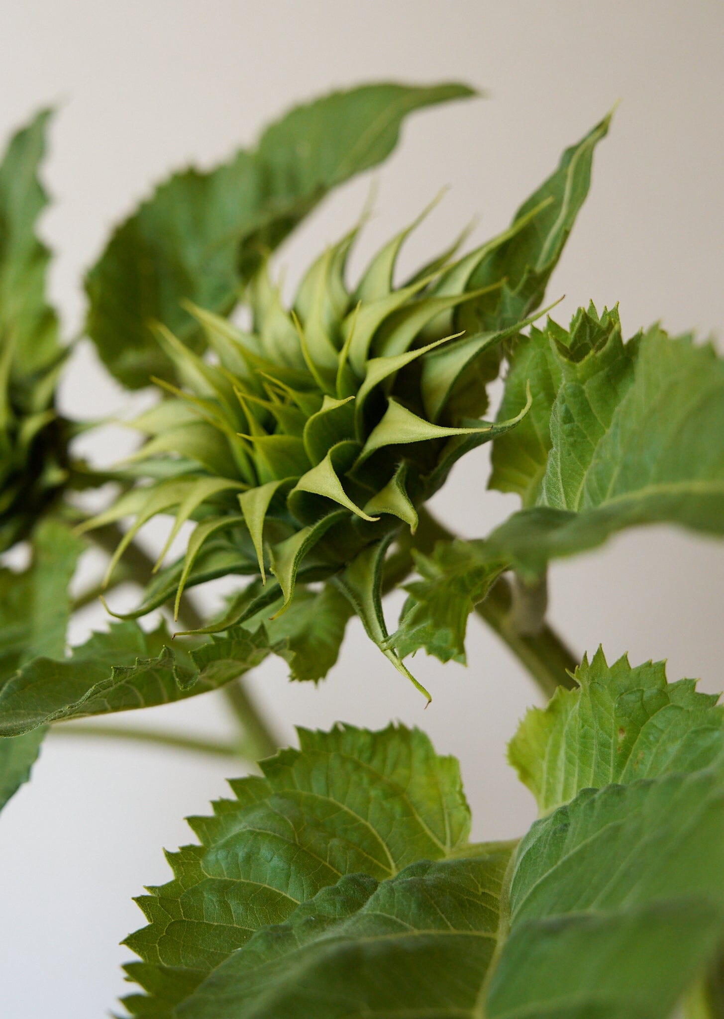 Solsikke 'Sunfill Green' Seed 