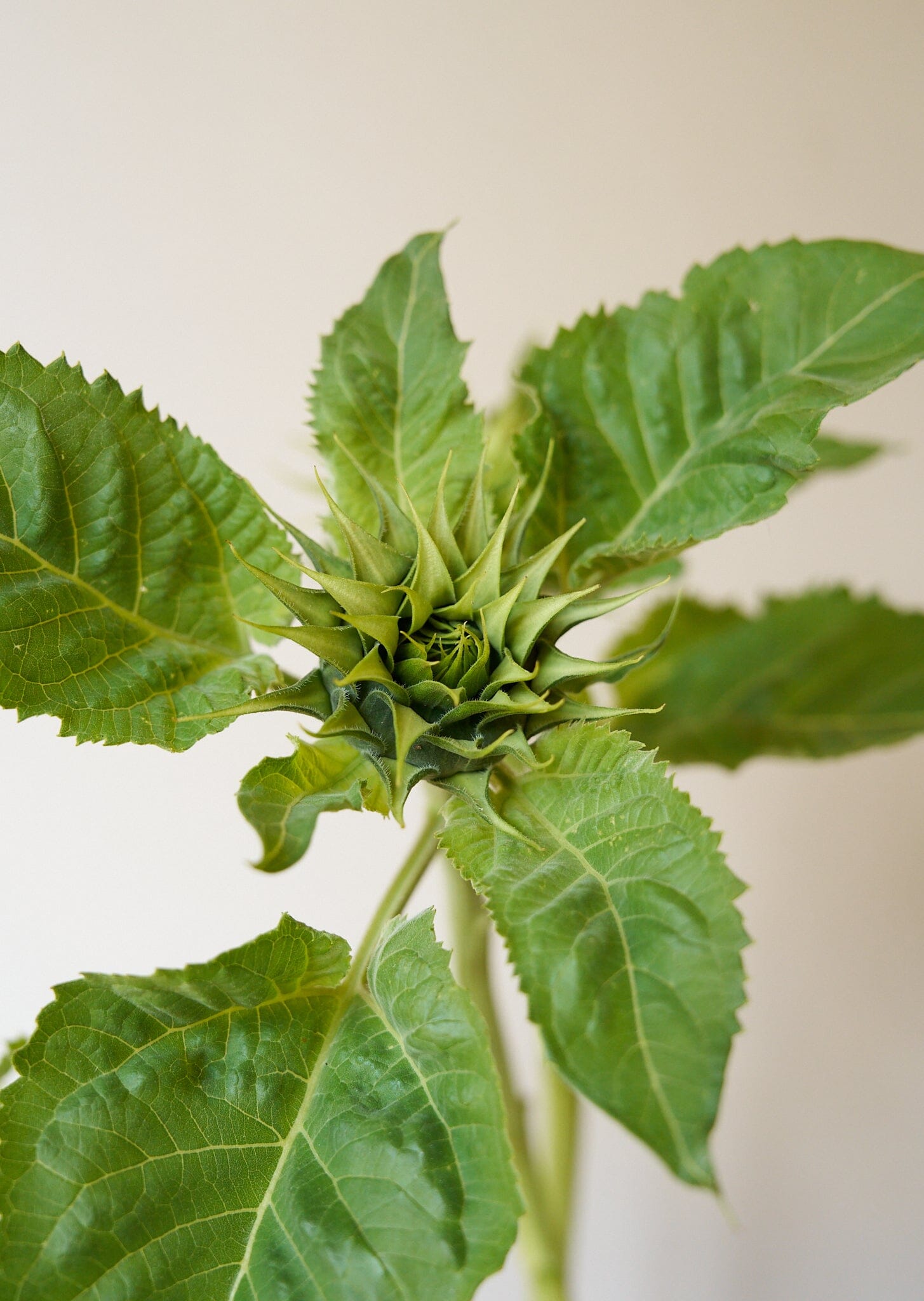 Solsikke 'Sunfill Green' Seed 