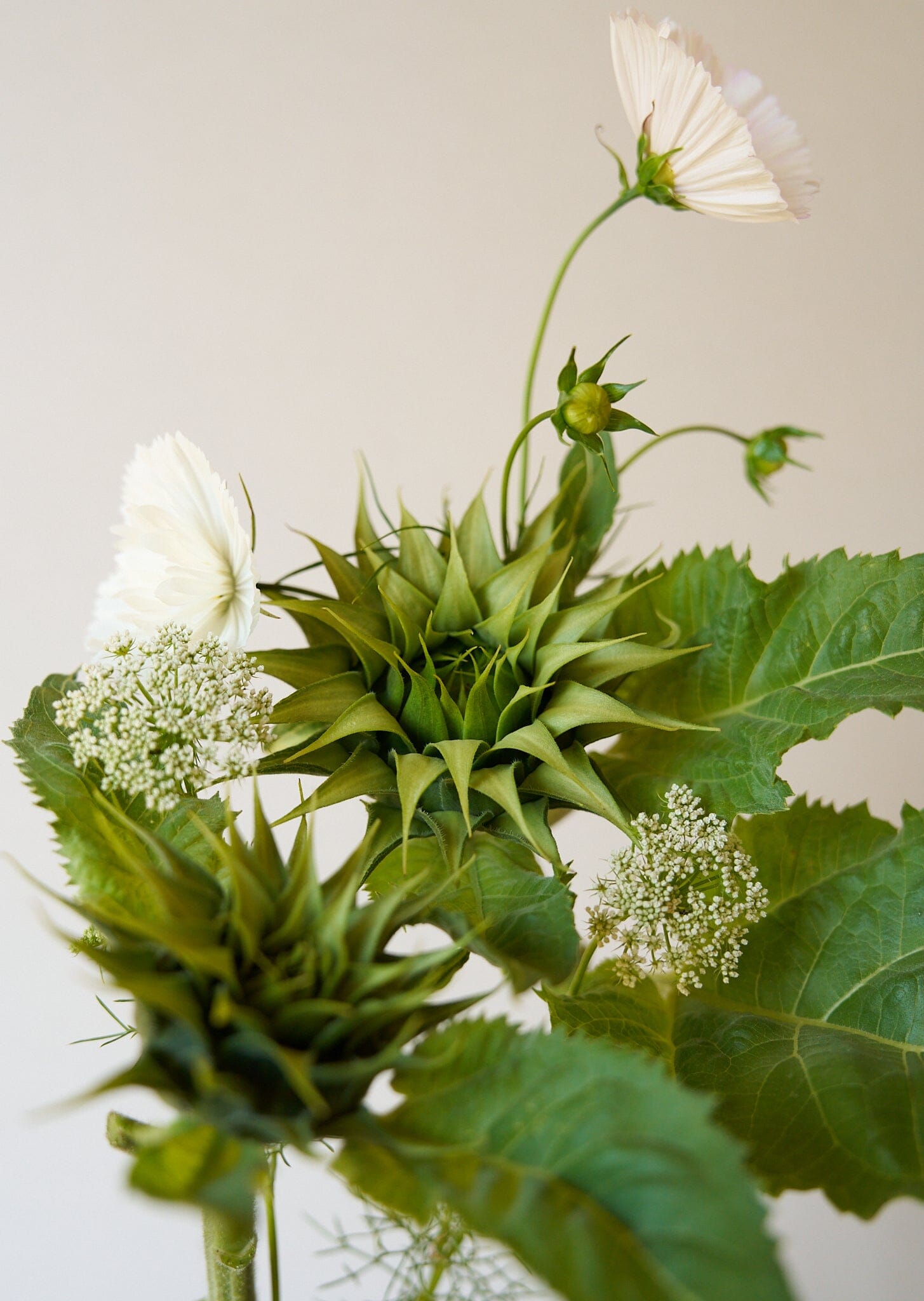 Solsikke 'Sunfill Green' Seed 