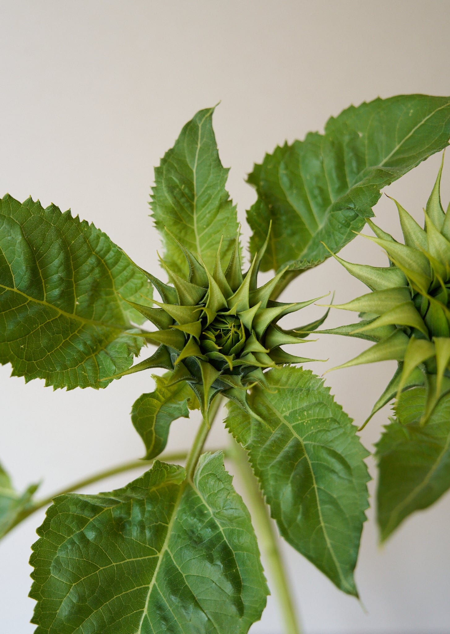 Solsikke 'Sunfill Green' Seed 