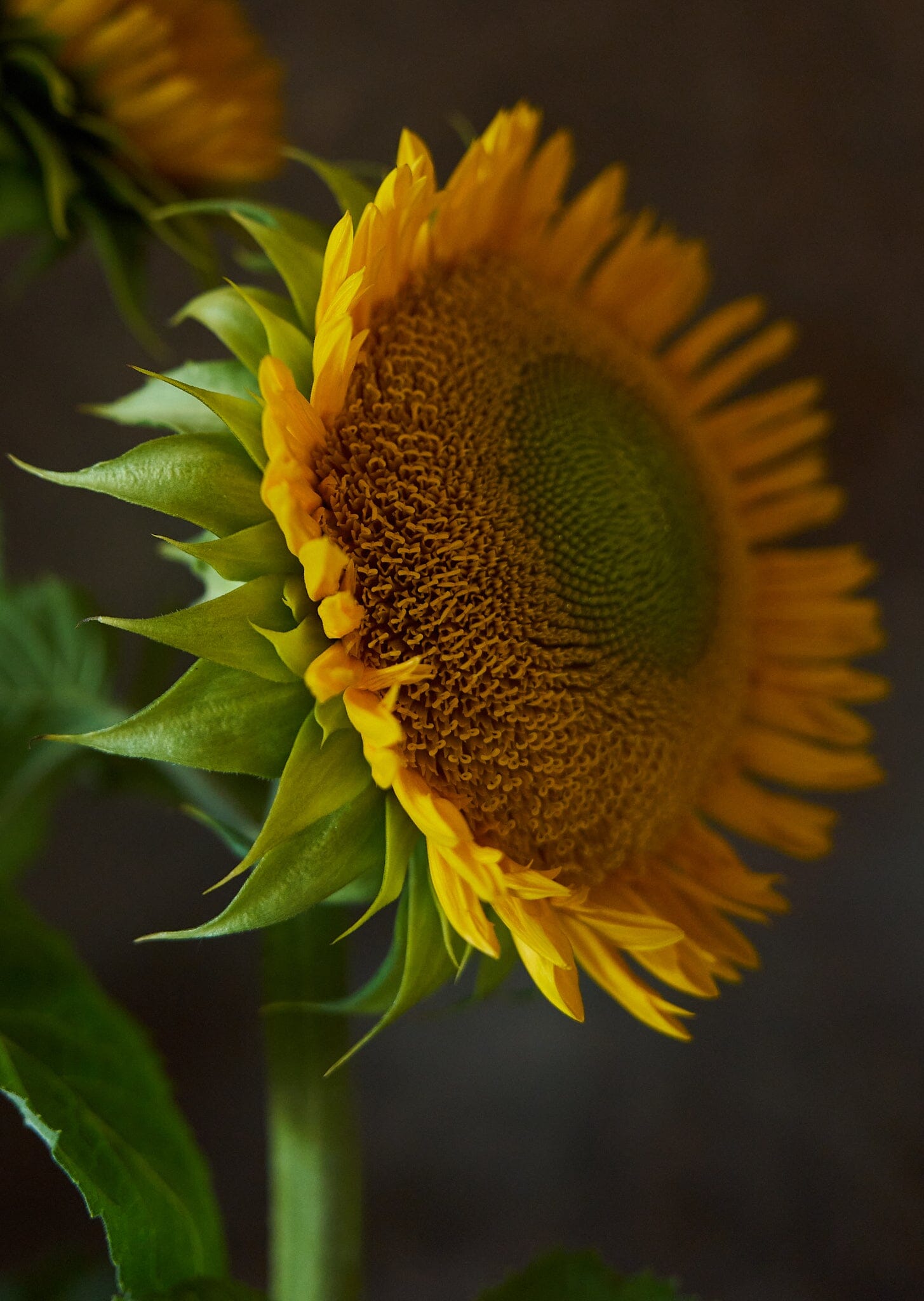 Solsikke 'Sunfill Green' Seed 