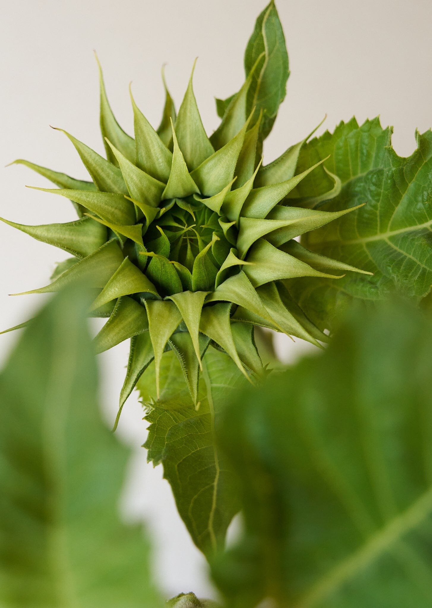 Solsikke 'Sunfill Green' Seed 