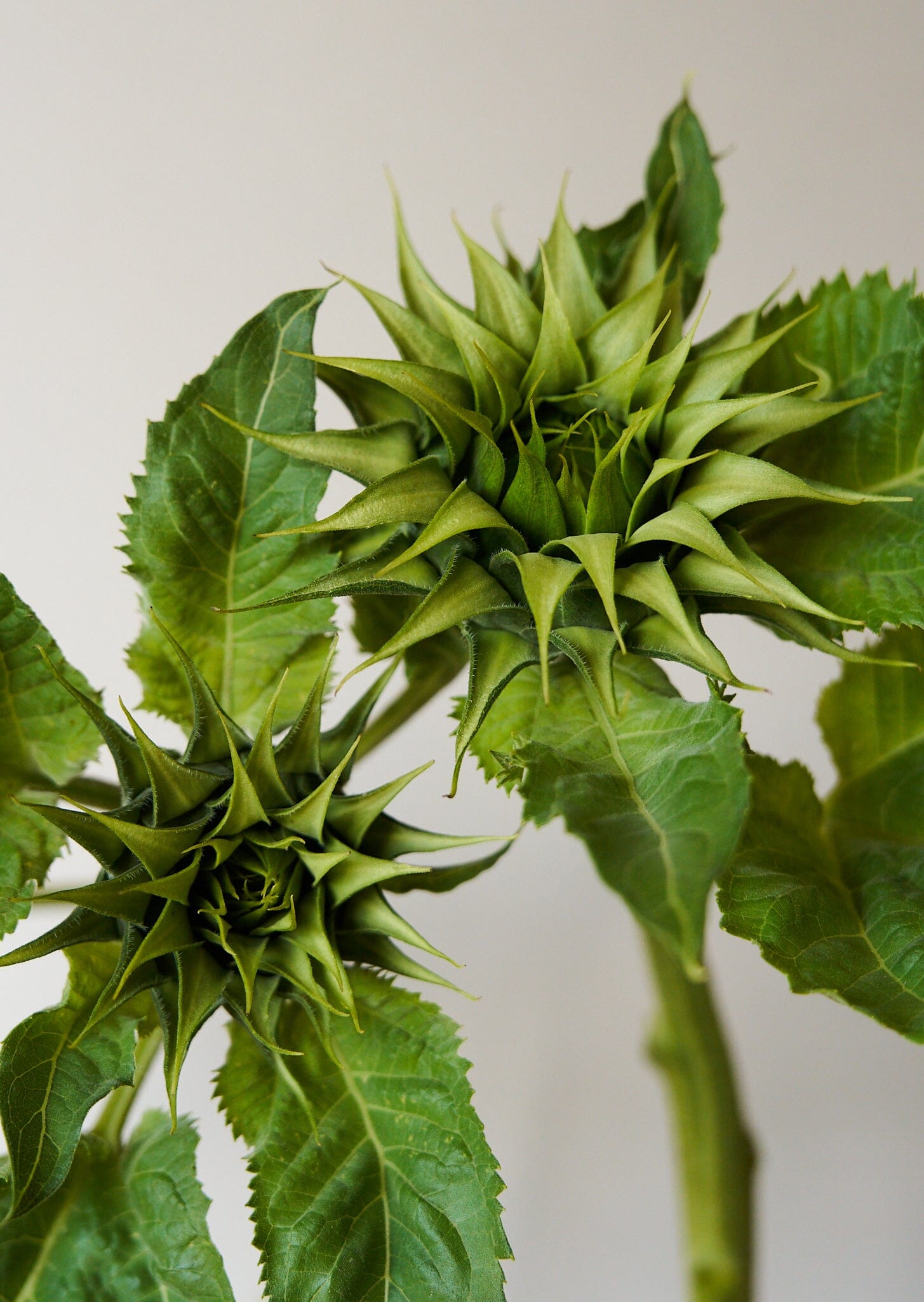 Solsikke 'Sunfill Green' Seed 