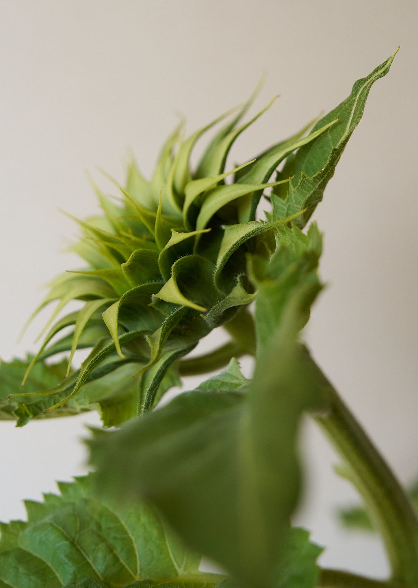Solsikke 'Sunfill Green' Seed 