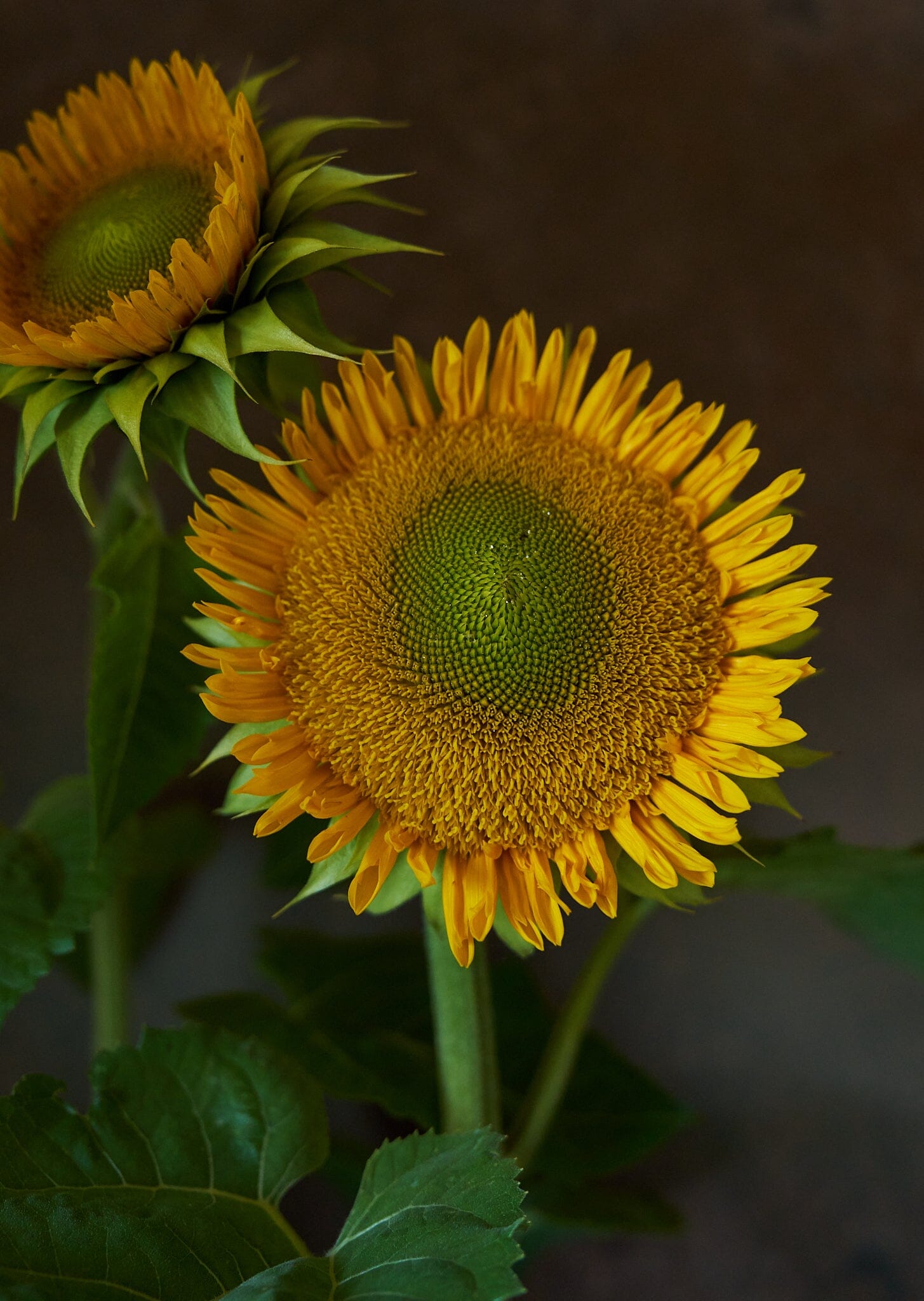 Solsikke 'Sunfill Green' Seed 
