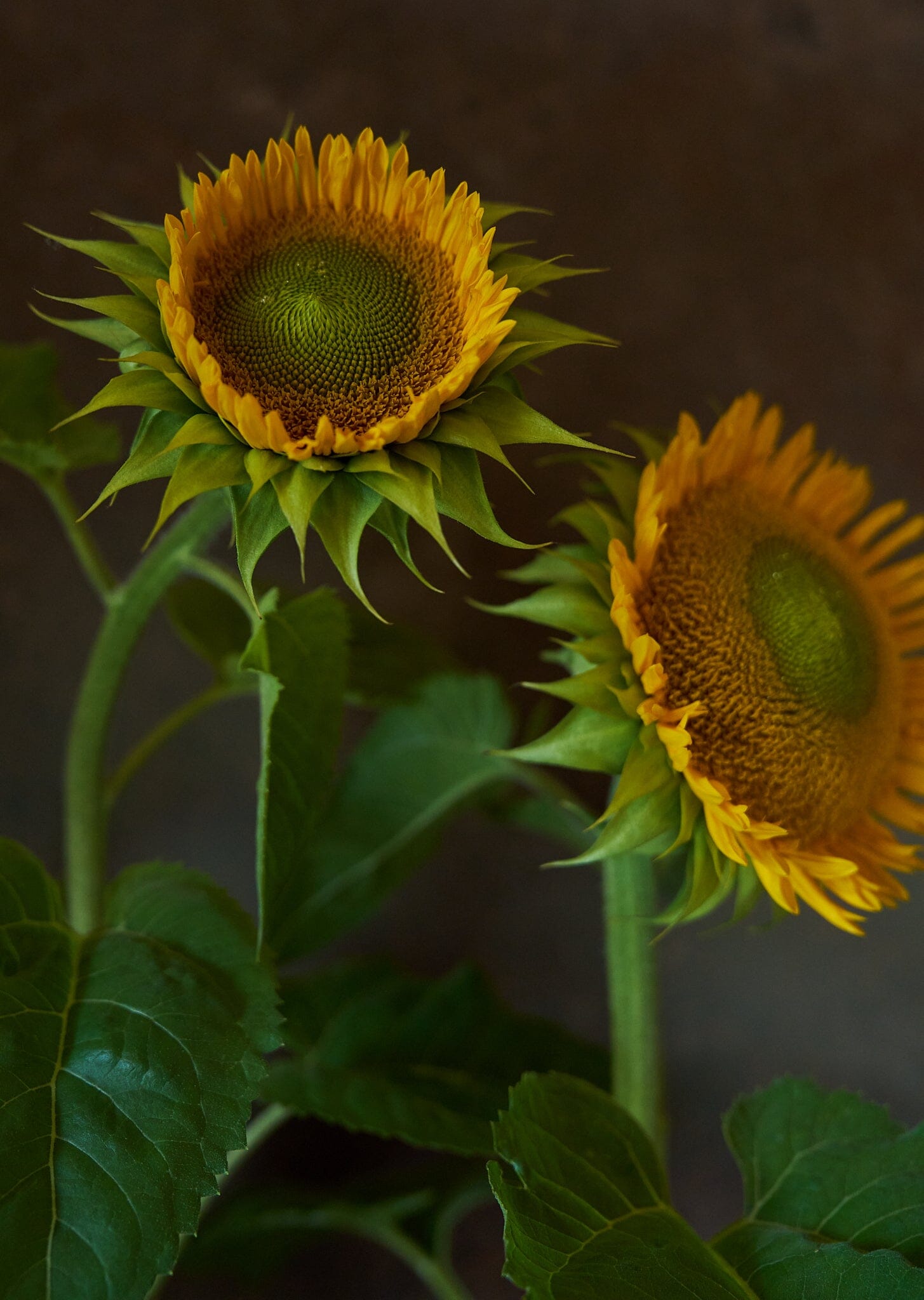 Solsikke 'Sunfill Green' Seed 
