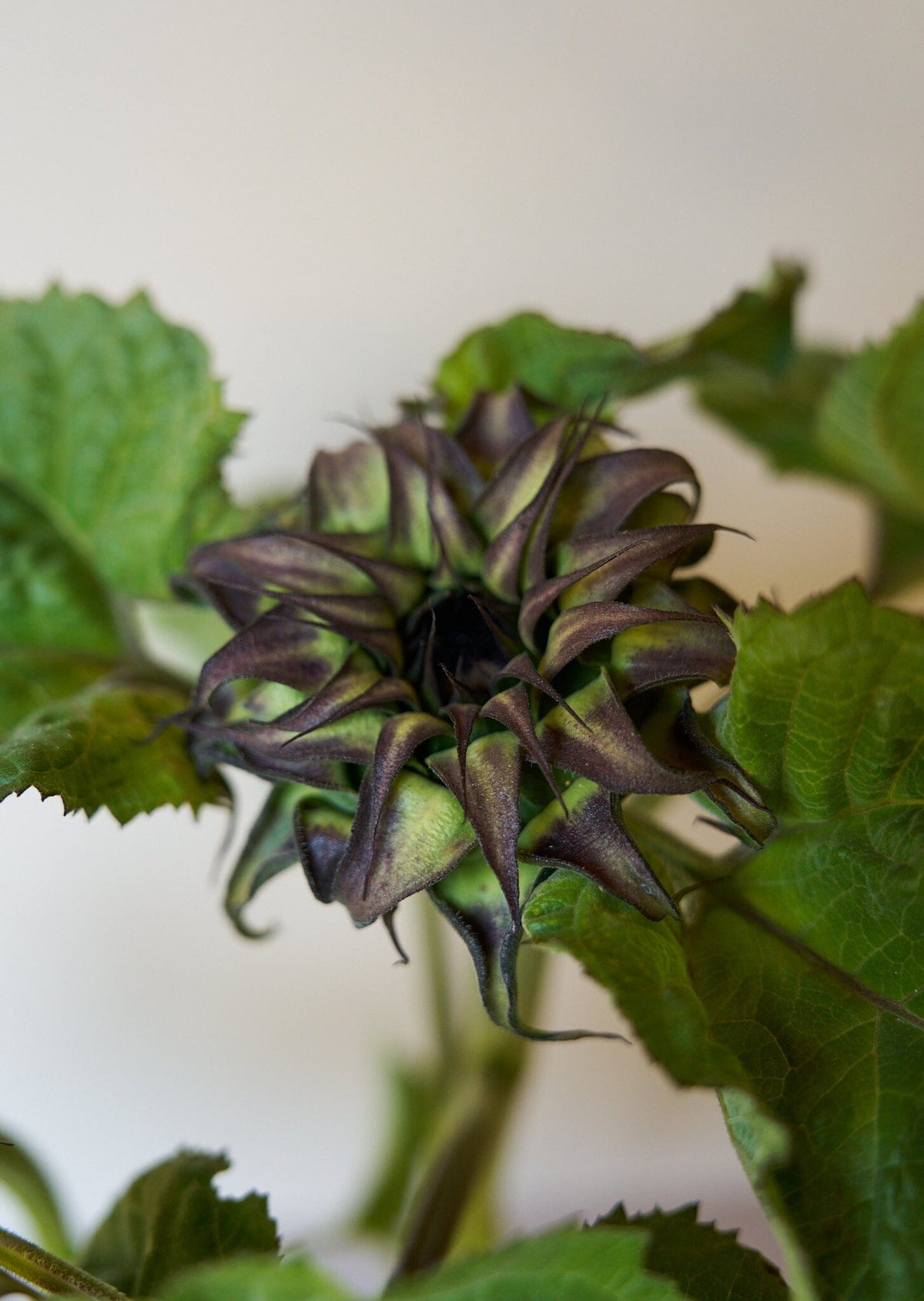 Solsikke 'Sunfill Purple’ Seed 