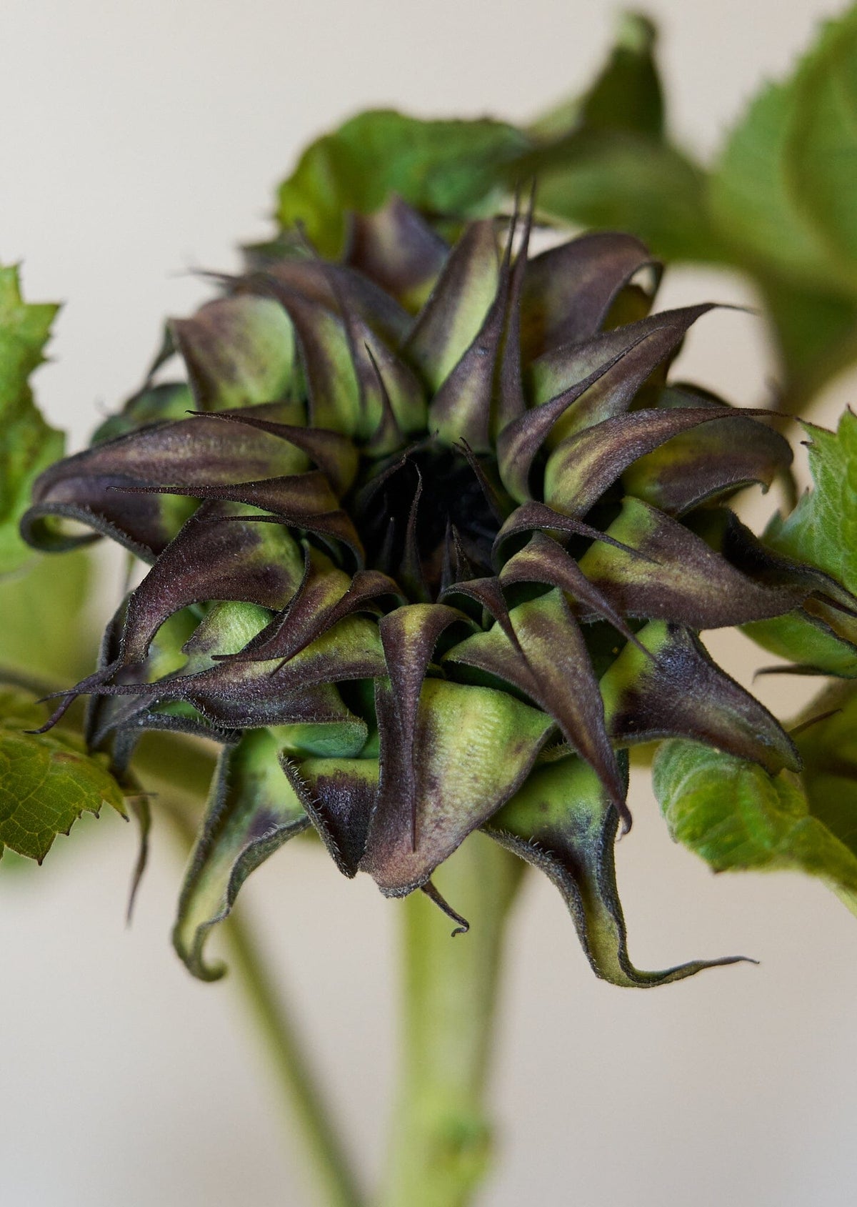 Solsikke 'Sunfill Purple’ Seed 