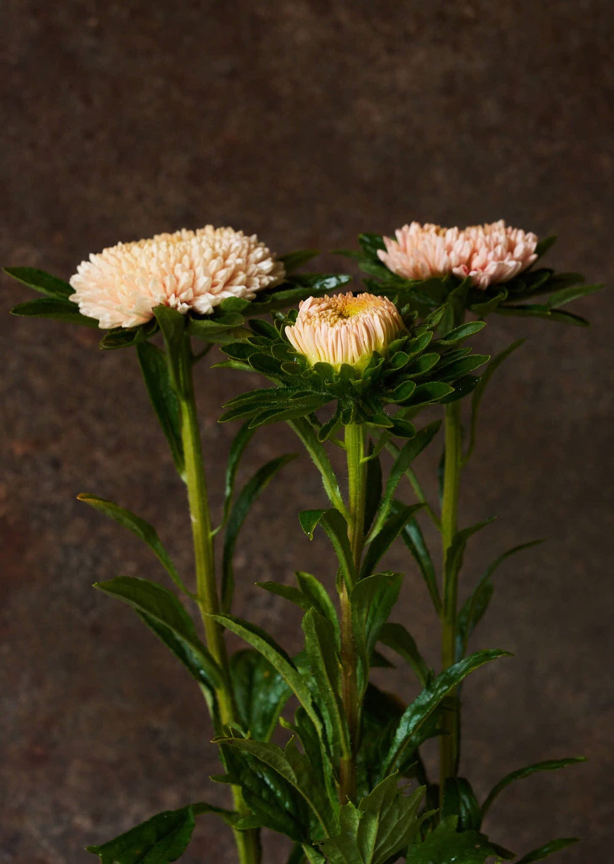 Sommerasters 'Chrisantella Flamingo at Sunset' Seed 