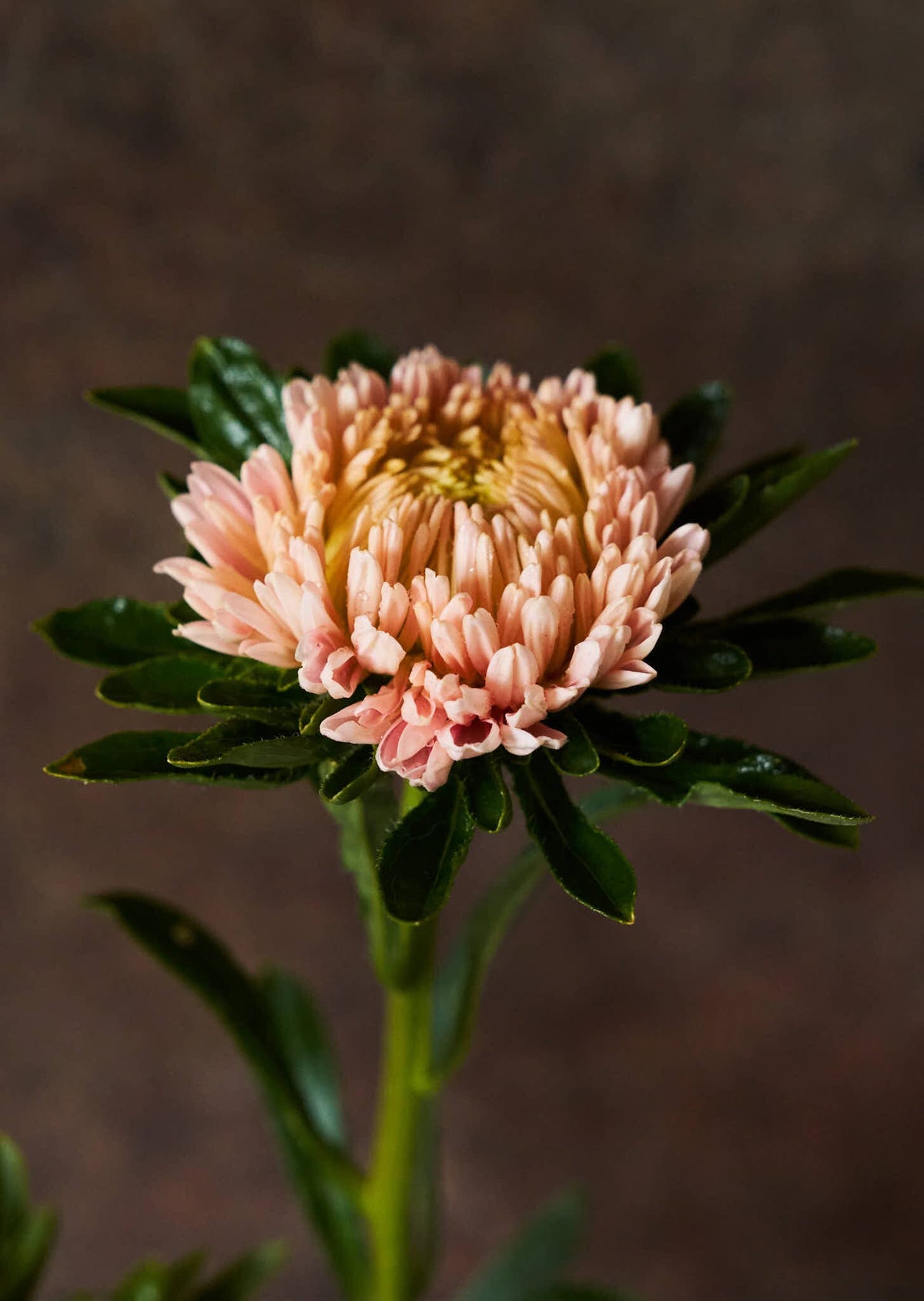 Sommerasters 'Chrisantella Flamingo at Sunset' Seed 