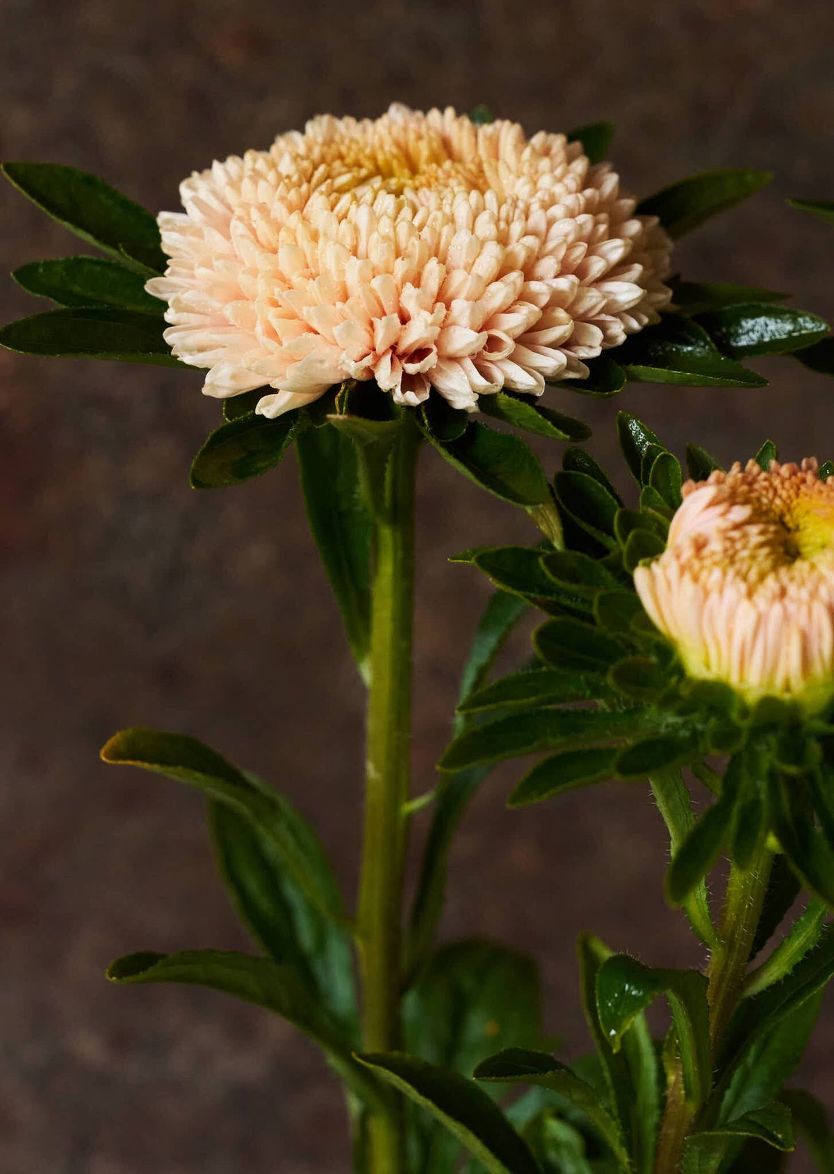 Sommerasters 'Chrisantella Flamingo at Sunset' Seed 