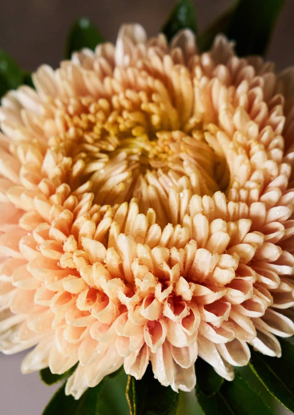 Sommerasters 'Chrisantella Flamingo at Sunset' Seed 