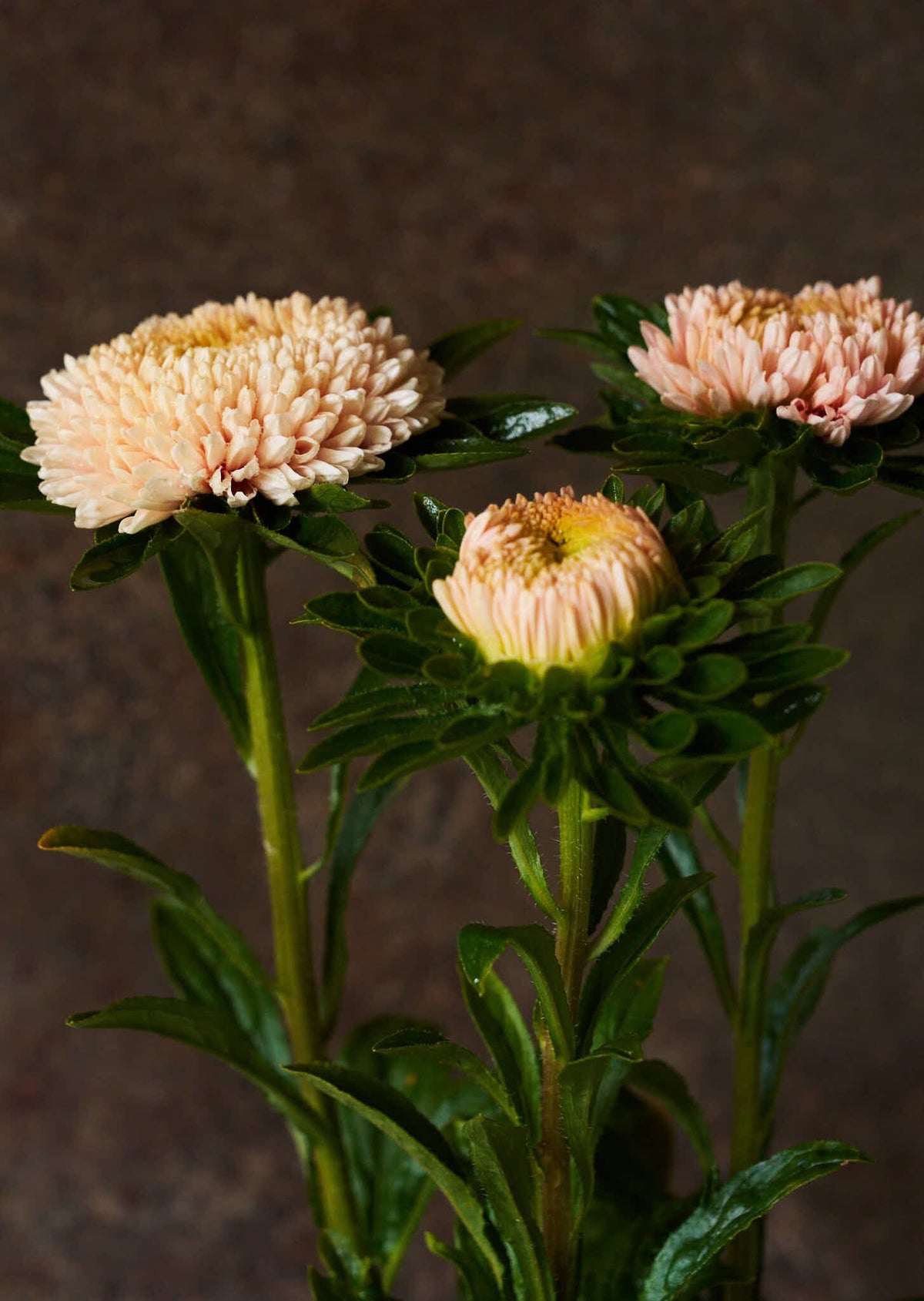 Sommerasters 'Chrisantella Flamingo at Sunset' Seed 