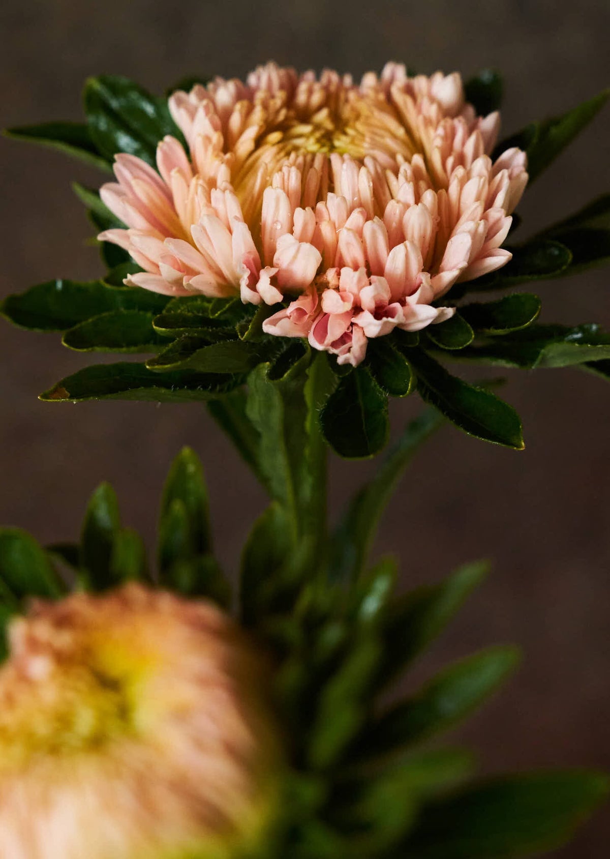 Sommerasters 'Chrisantella Flamingo at Sunset' Seed 