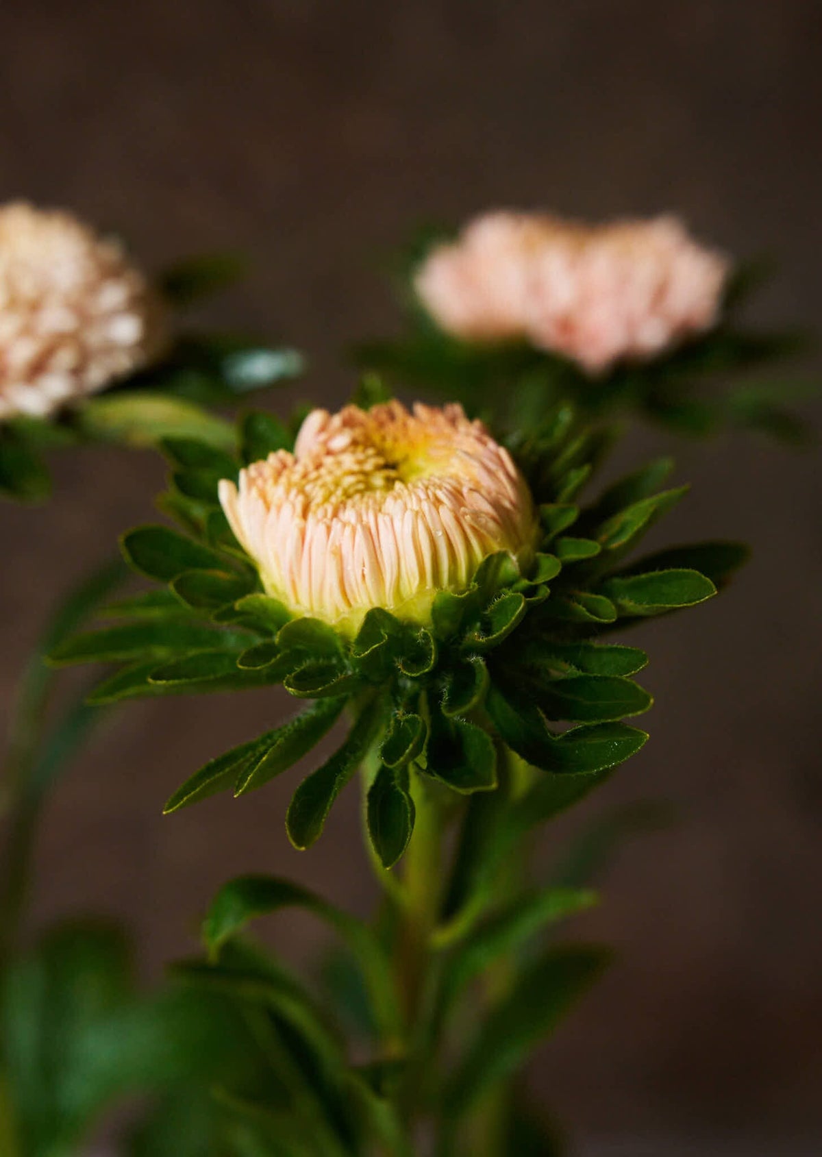 Sommerasters 'Chrisantella Flamingo at Sunset' Seed 