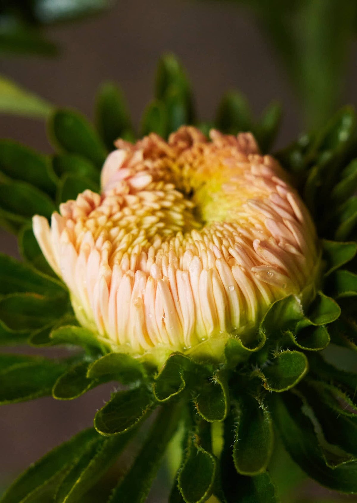 Sommerasters 'Chrisantella Flamingo at Sunset' Seed 