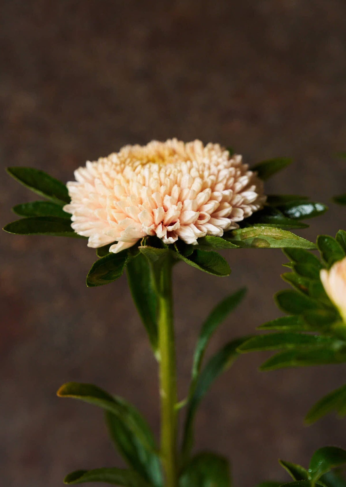 Sommerasters 'Chrisantella Flamingo at Sunset' Seed 