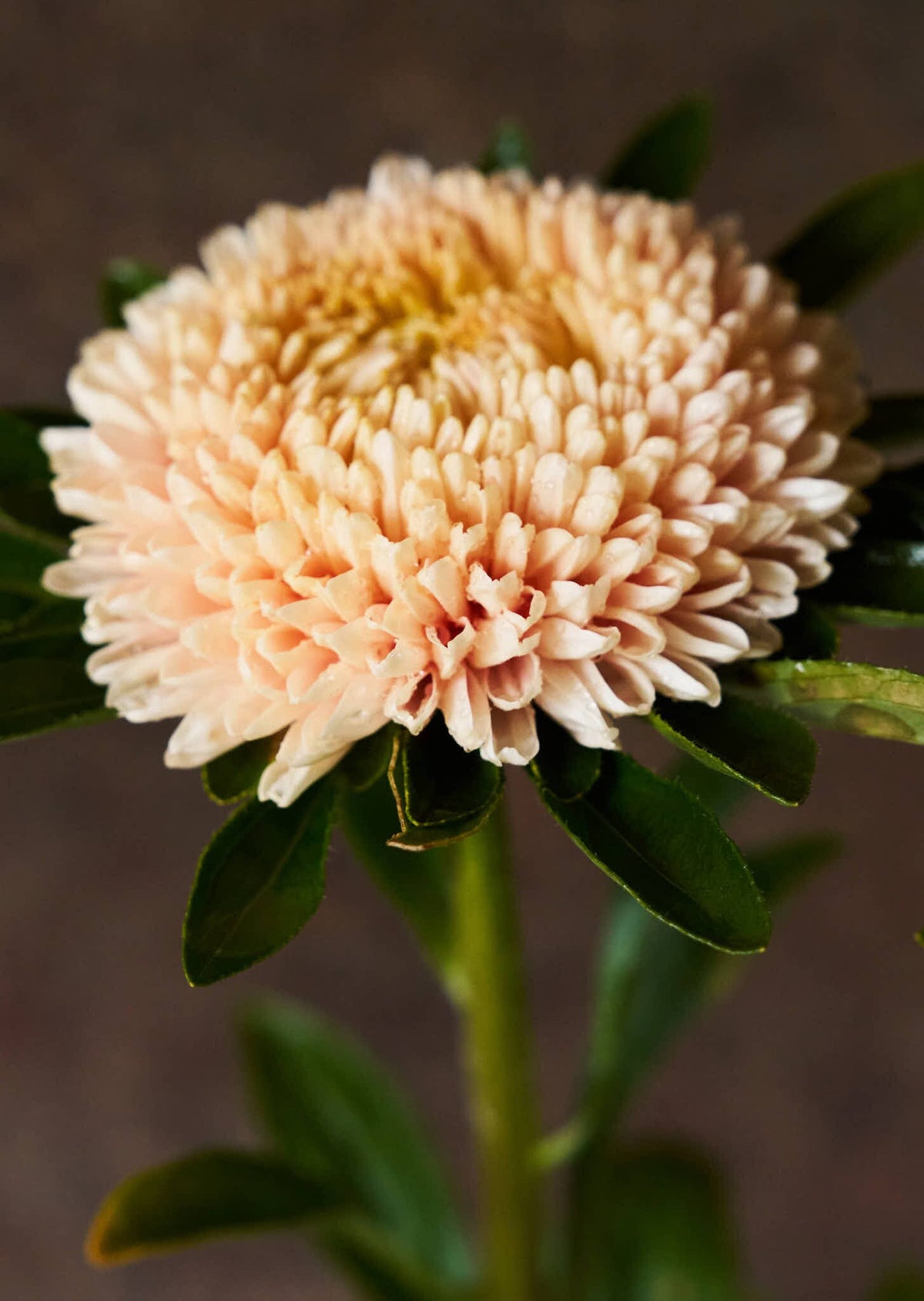 Sommerasters 'Chrisantella Flamingo at Sunset' Seed 