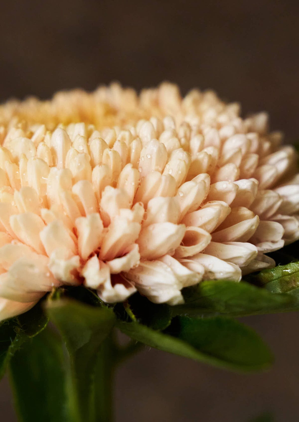 Sommerasters 'Chrisantella Flamingo at Sunset' Seed 