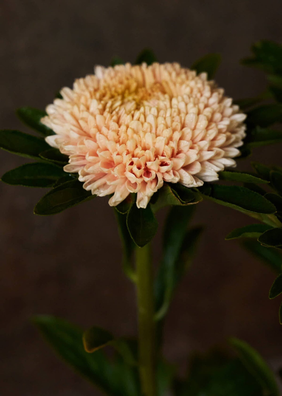 Sommerasters 'Chrisantella Flamingo at Sunset' Seed 