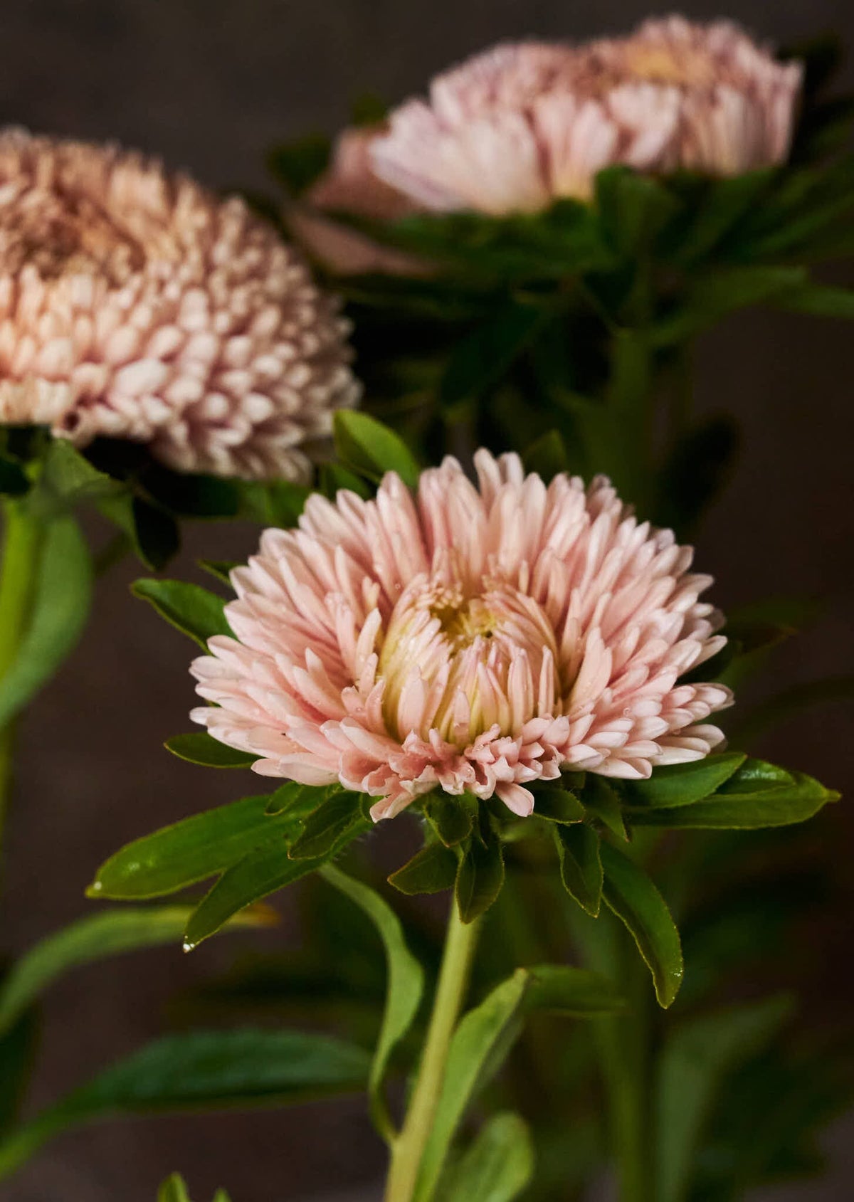 Sommerasters 'Chrisantella Lotus Flower' Seed 