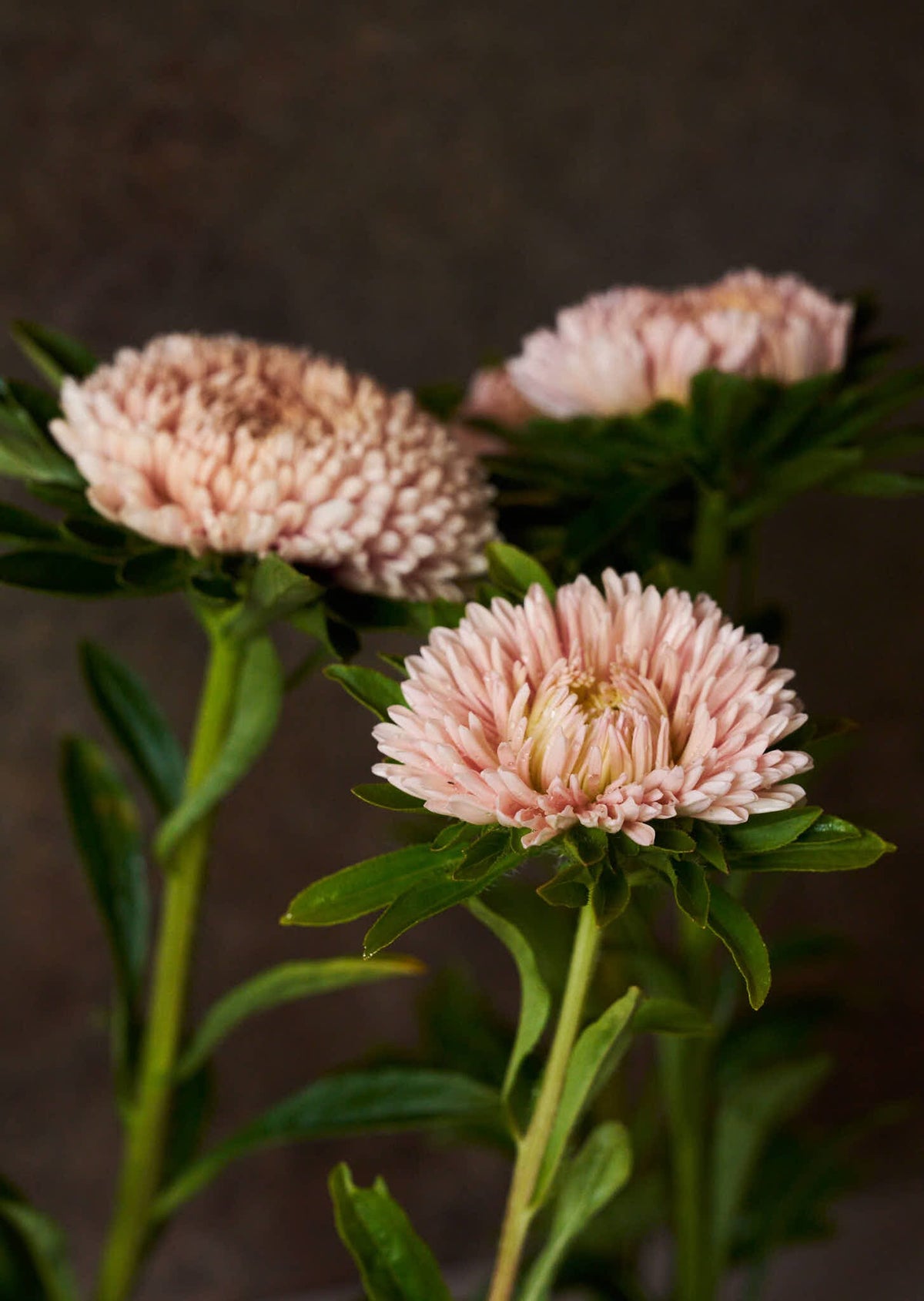 Sommerasters 'Chrisantella Lotus Flower' Seed 