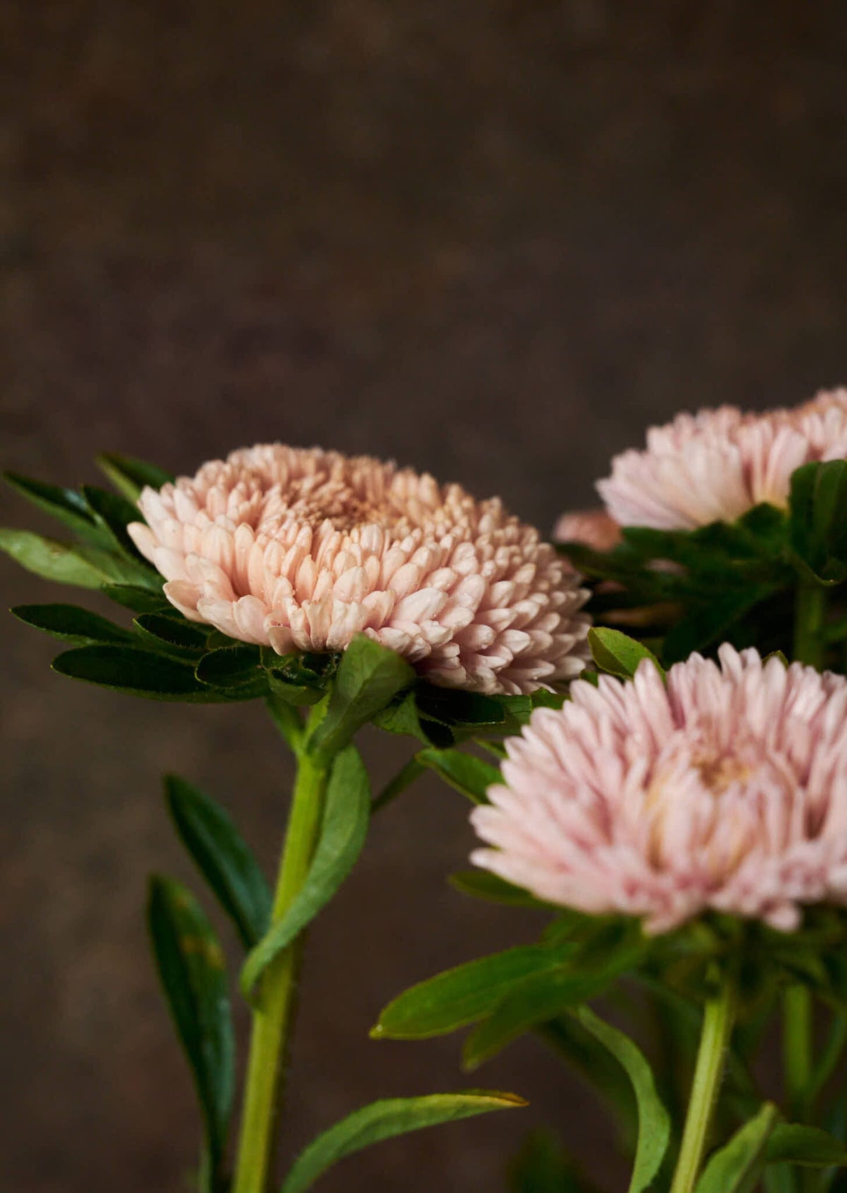 Sommerasters 'Chrisantella Lotus Flower' Seed 