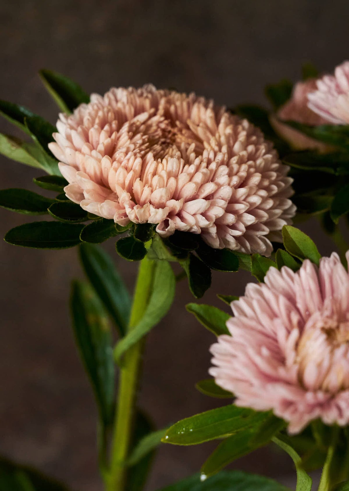 Sommerasters 'Chrisantella Lotus Flower' Seed 