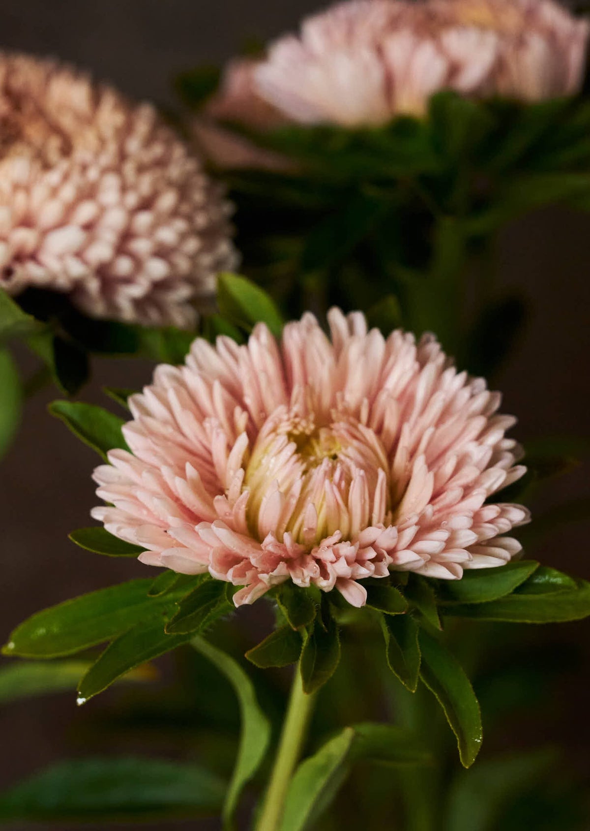 Sommerasters 'Chrisantella Lotus Flower' Seed 