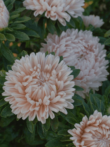 Sommerasters 'Chrisantella Lotus Flower' Seed 