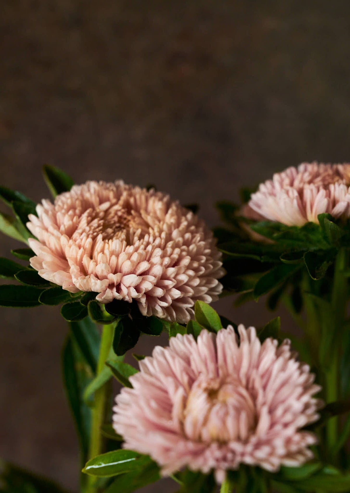 Sommerasters 'Chrisantella Lotus Flower' Seed 