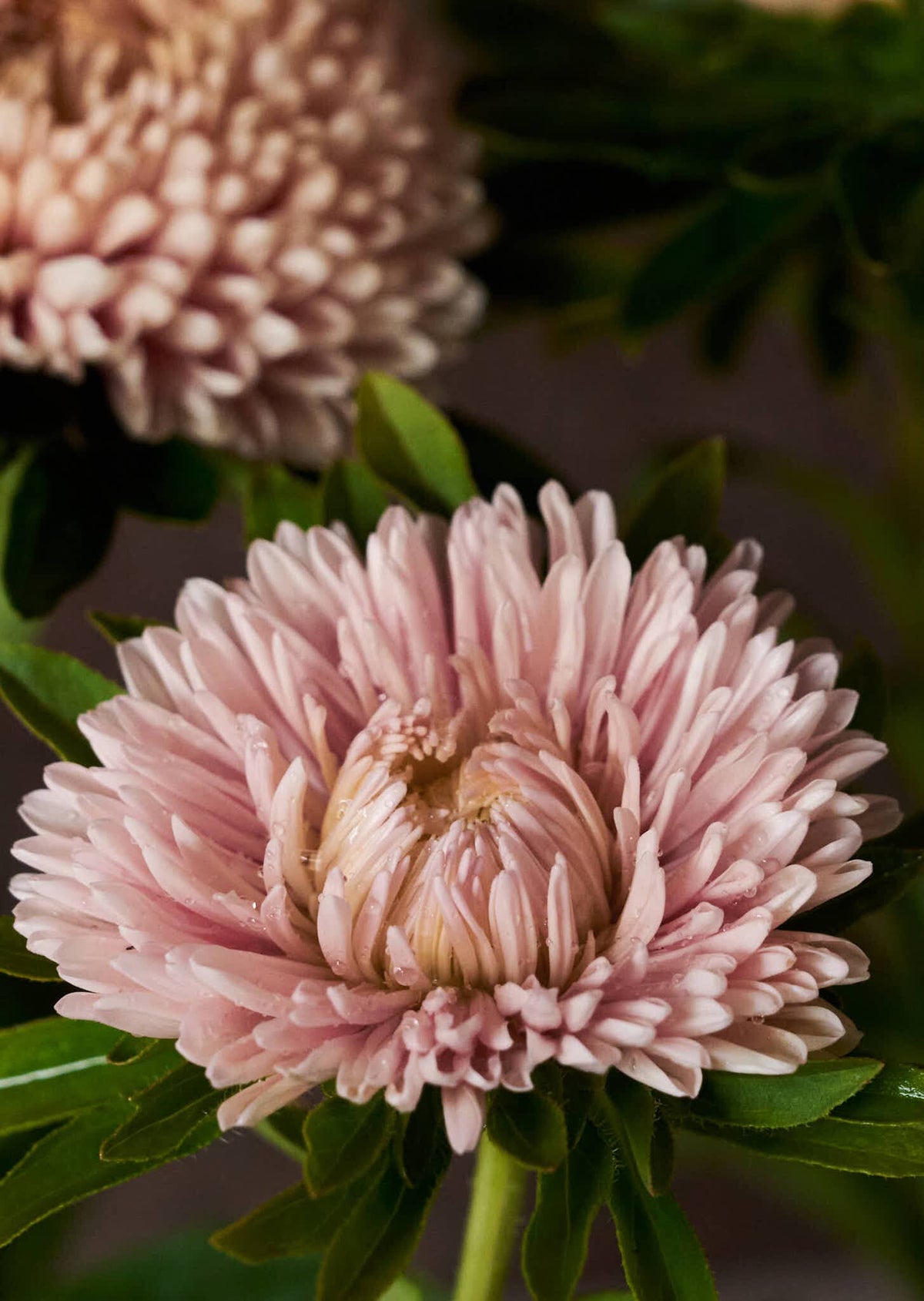 Sommerasters 'Chrisantella Lotus Flower' Seed 