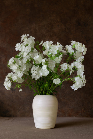 Sommerfloks 'Alba' Seed 