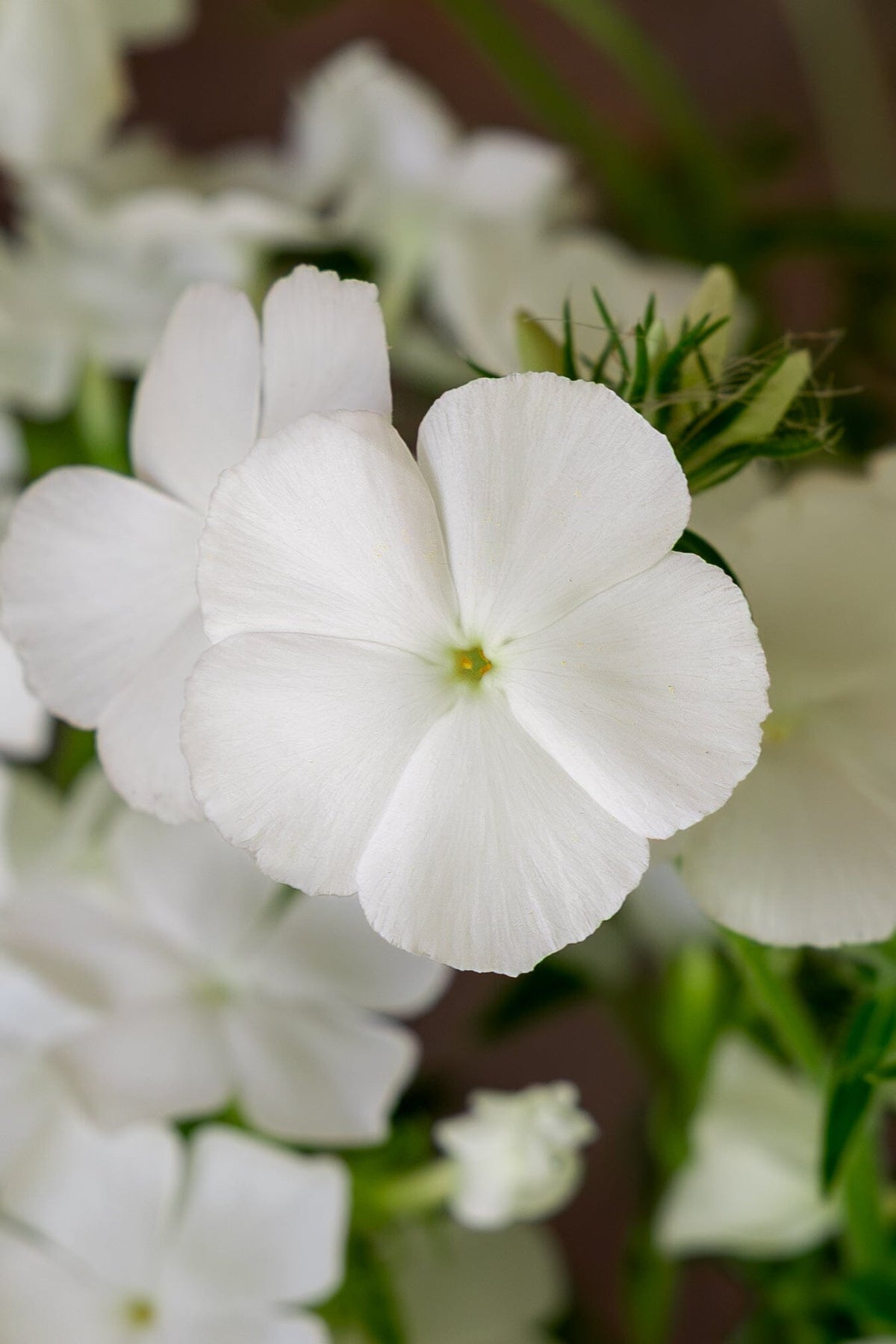Sommerfloks 'Alba' Seed 